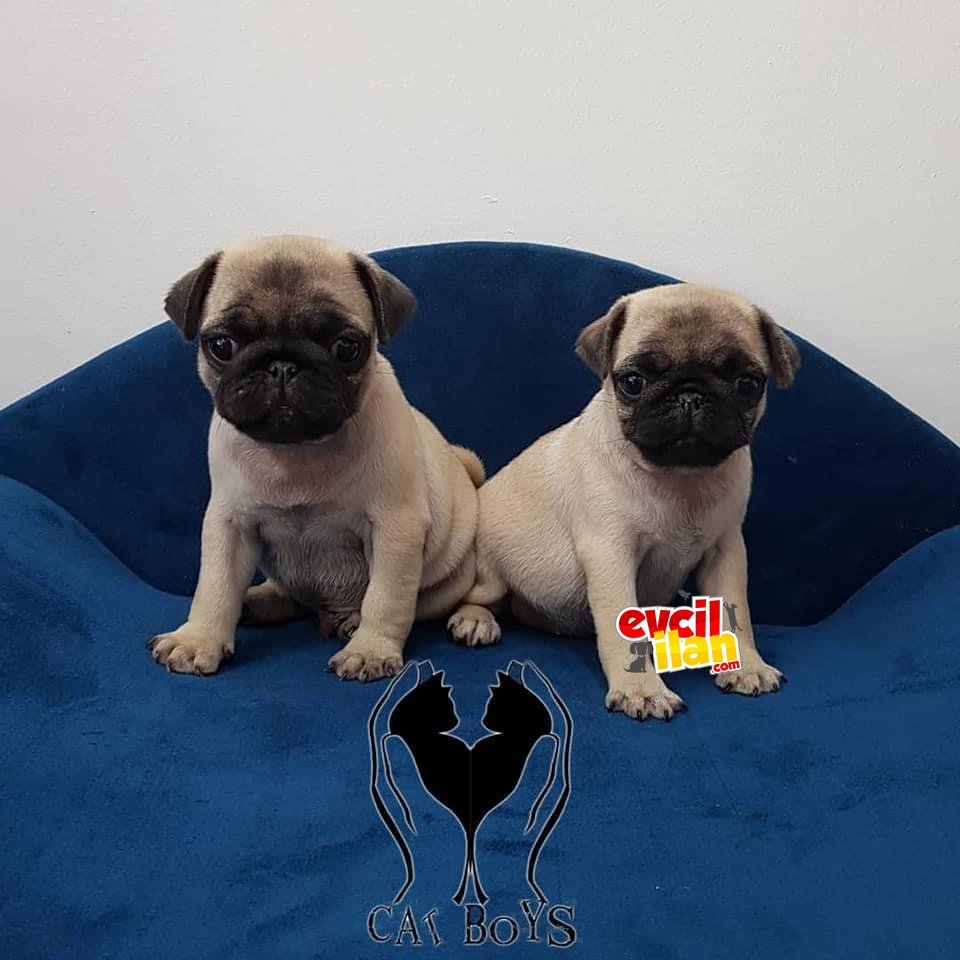 Muhteşem pug mops dişi ve erkek yavrular 