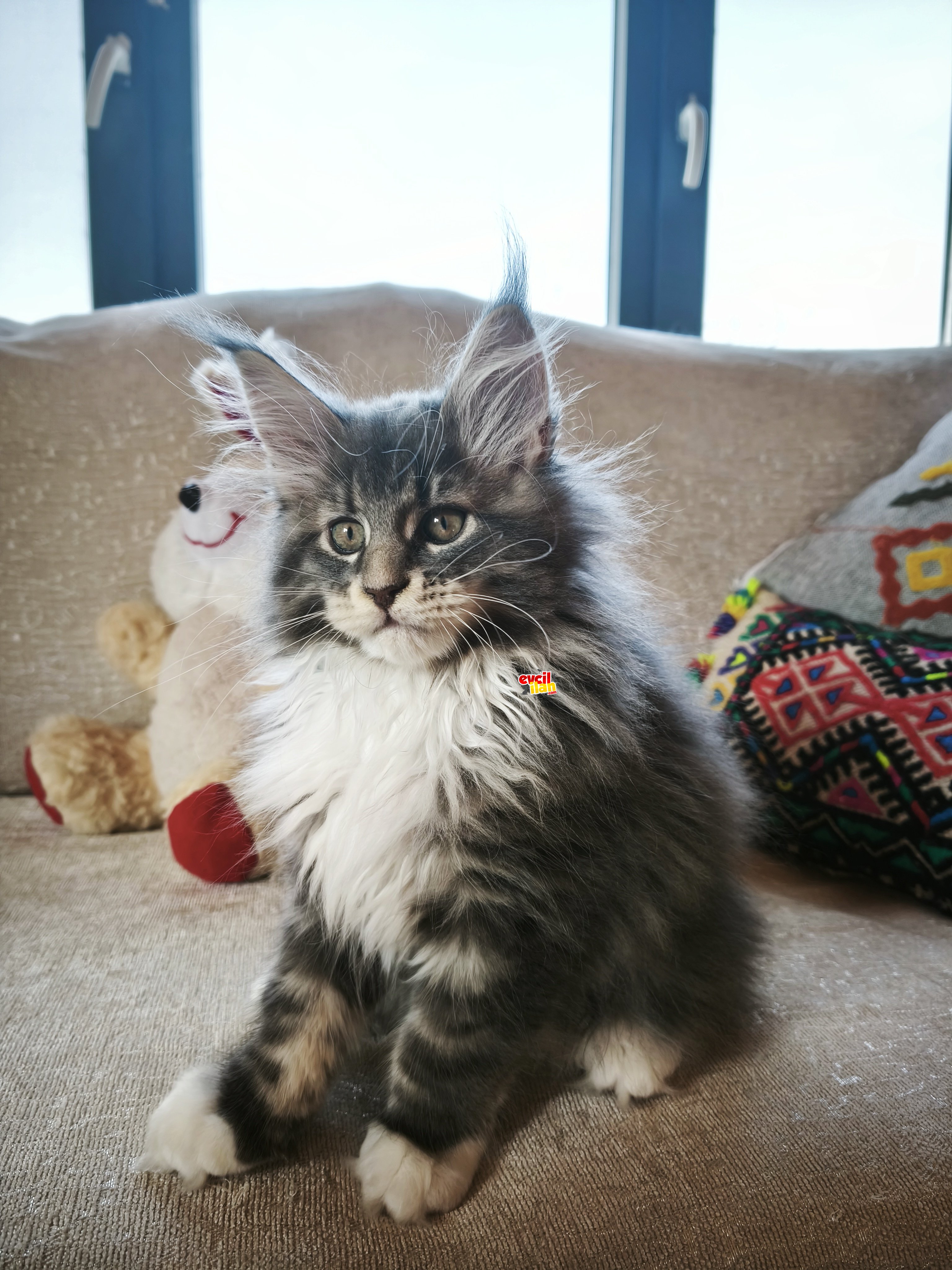 Muhteşem püsküllü ve yeleli dernek kayıtlı secereli safkan MCO 