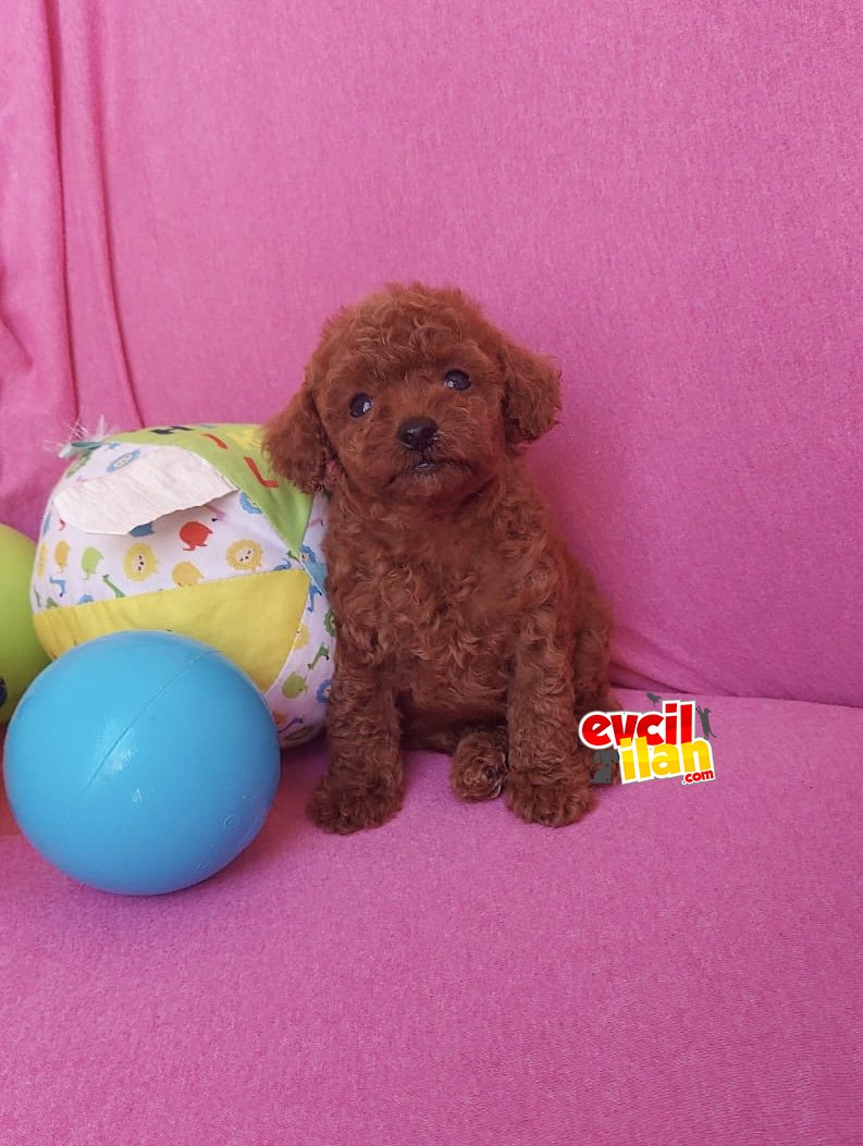 Muhteşem red brown toy poodle erkek yavrularımız