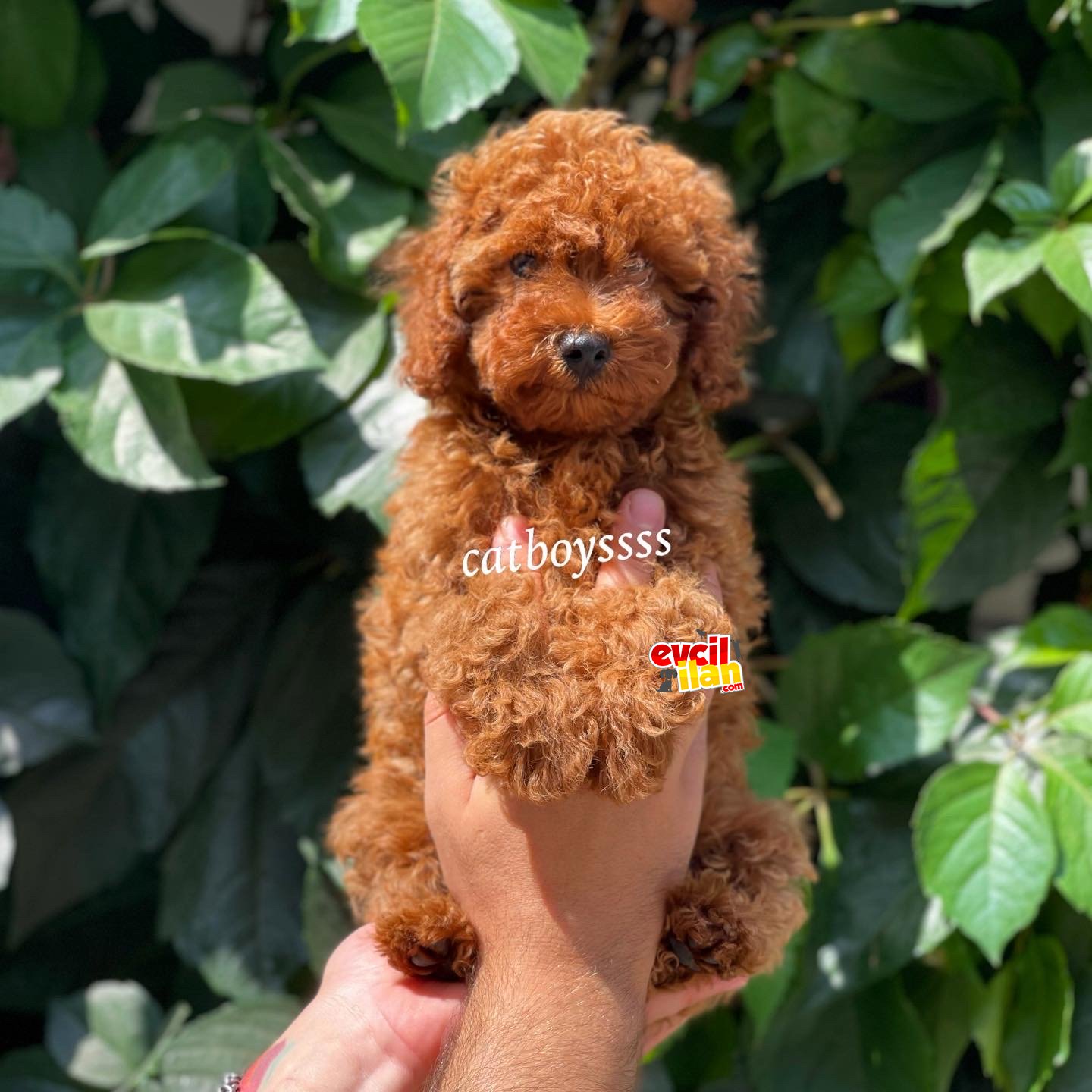 Muhteşem red brown toy poodle erkek yavrumuz