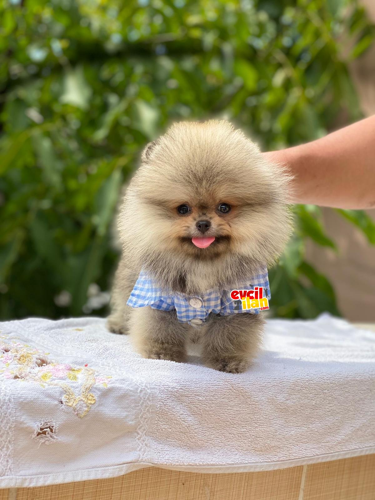 Muhteşem Renk Pomeranian Boo Yavrumuz 