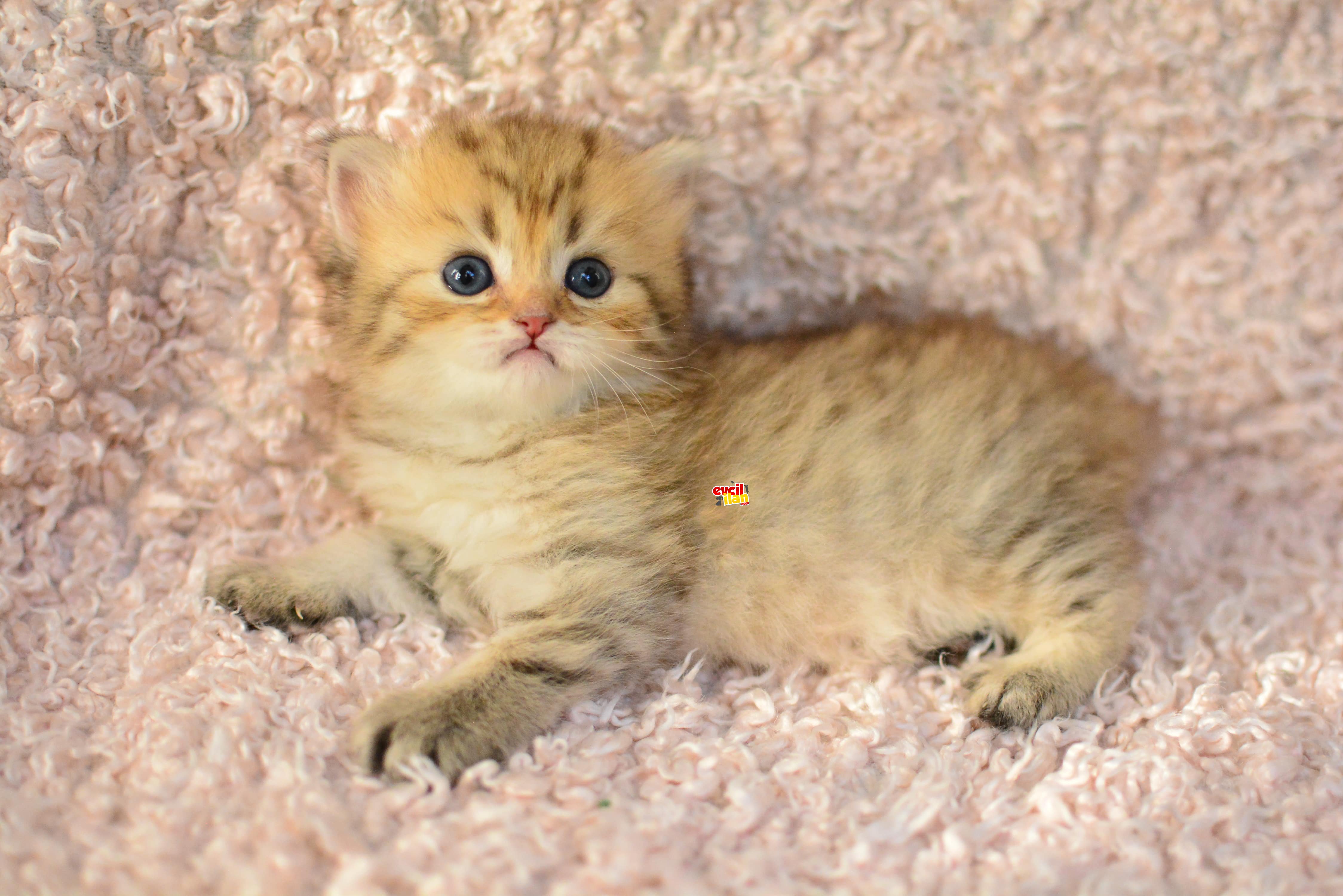 MUHTEŞEM RENKTE GOLDEN BRITISH LONGHAIR