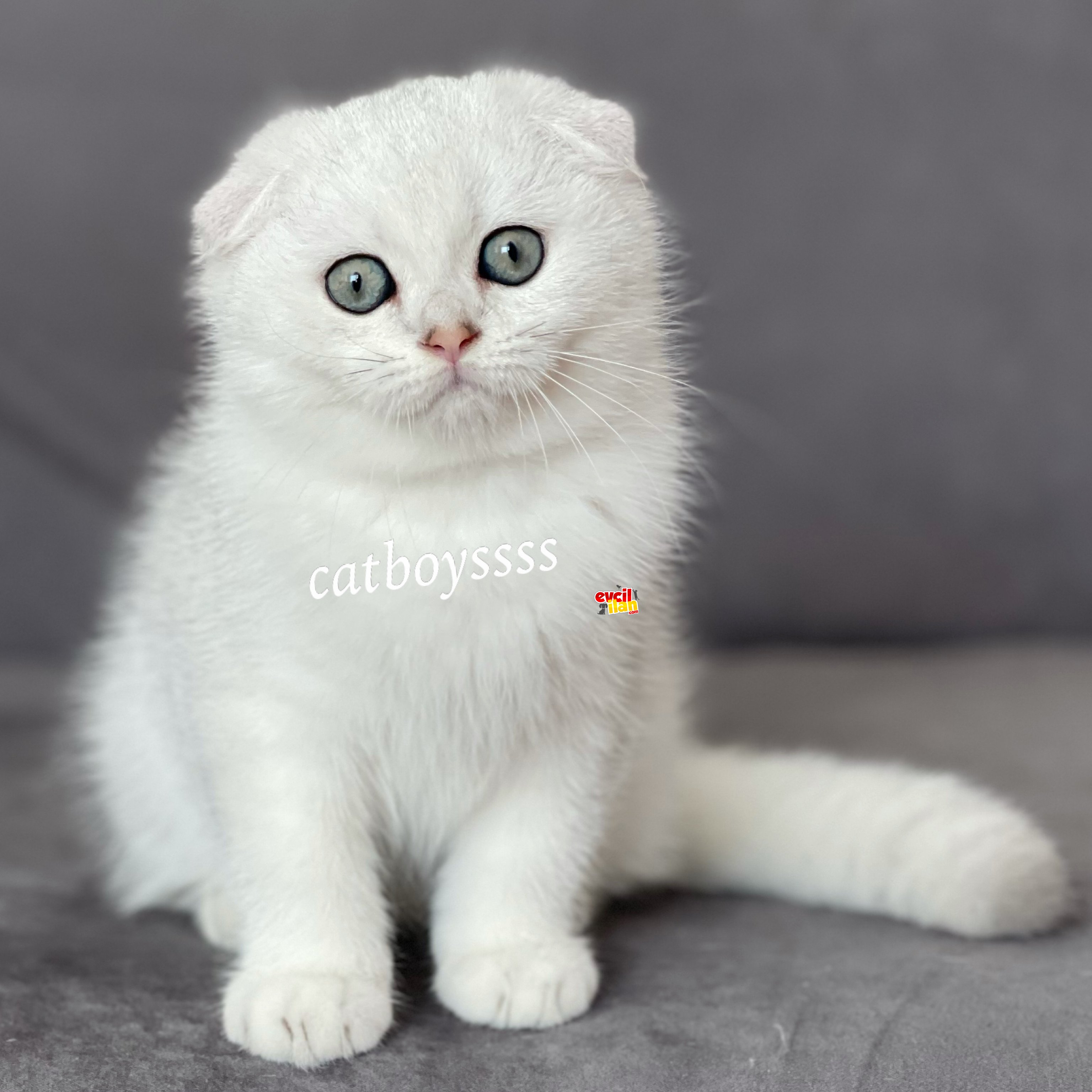 Muhteşem silver shaded scottish fold erkek yavrumuz