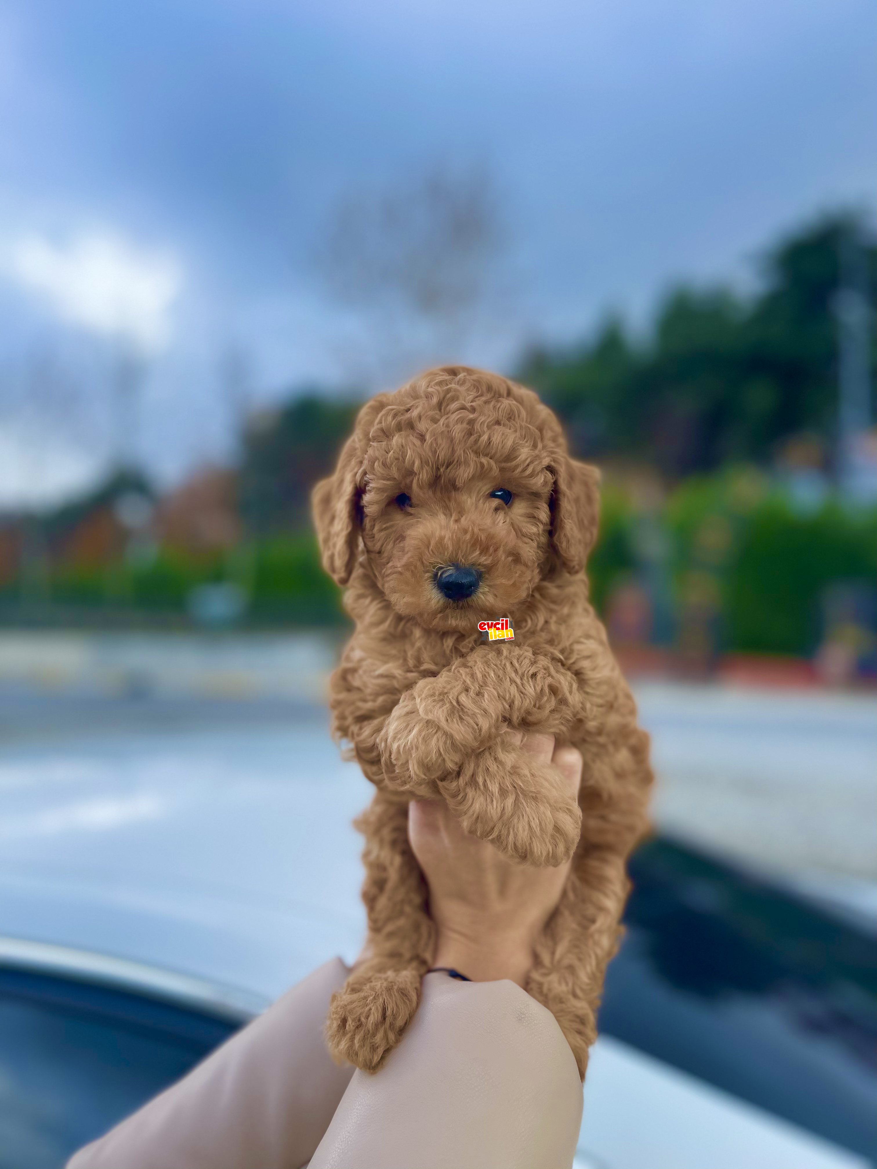 Muhtesem Surat Yapisi ile Toy Poodle Bebekler