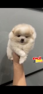 Muhteşem suratlı pomeranian boo teddy bear 