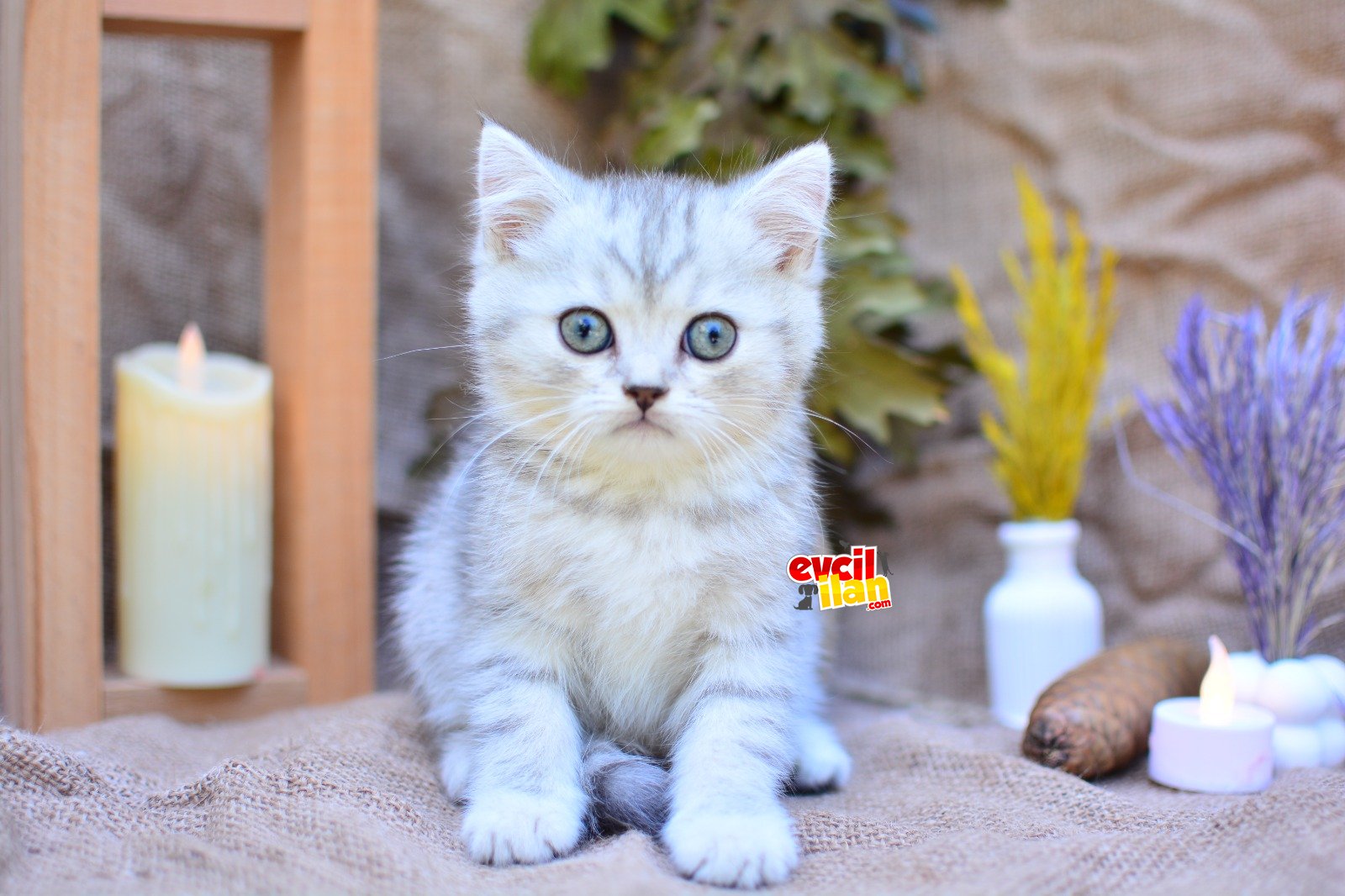 MUHTEŞEM TONDA SİLVER BRITISH SHORTHAIR