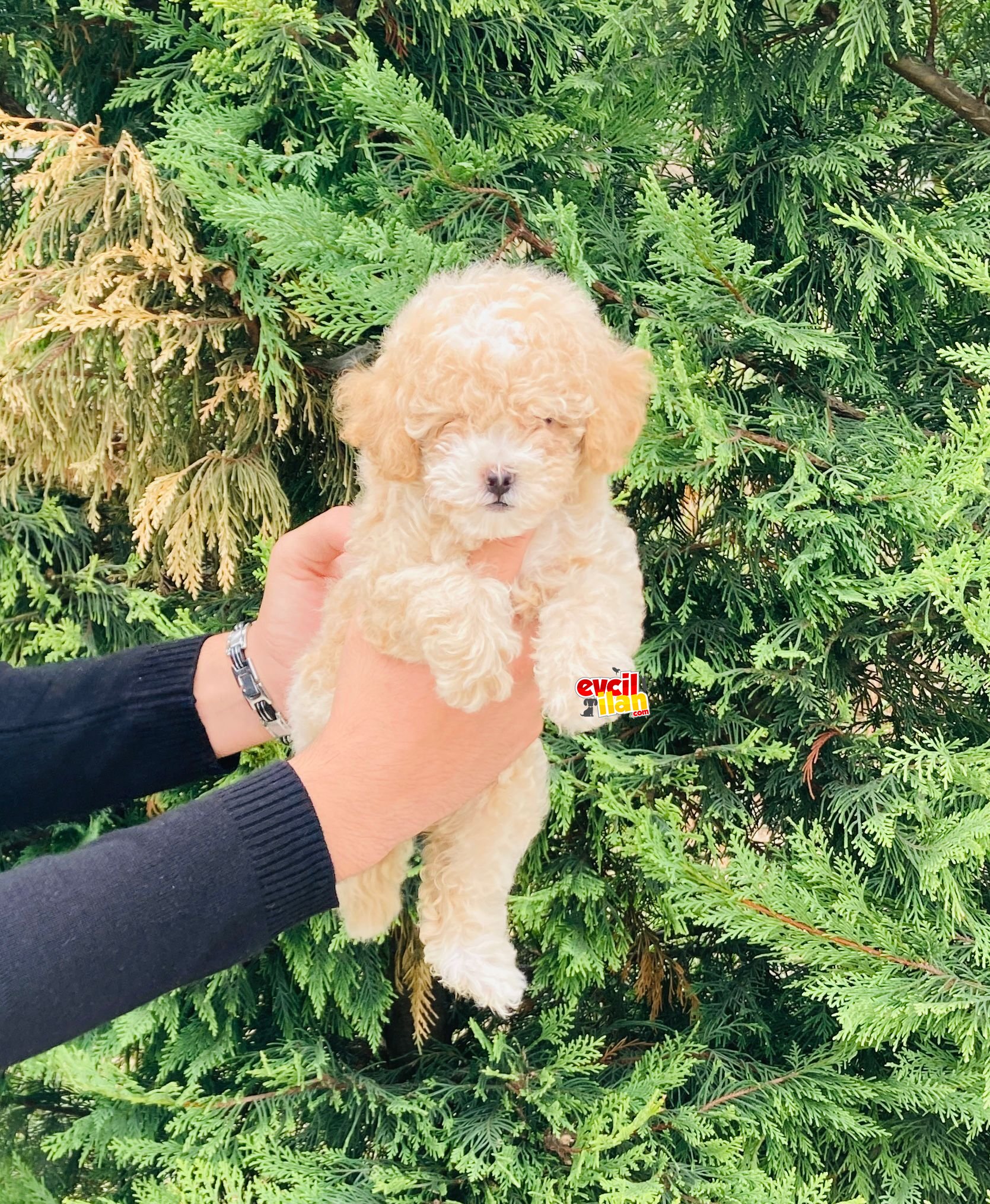 MUHTEŞEM TOY POODLE YAVRULARIMIZ ÇİFTLİĞİMİZDE