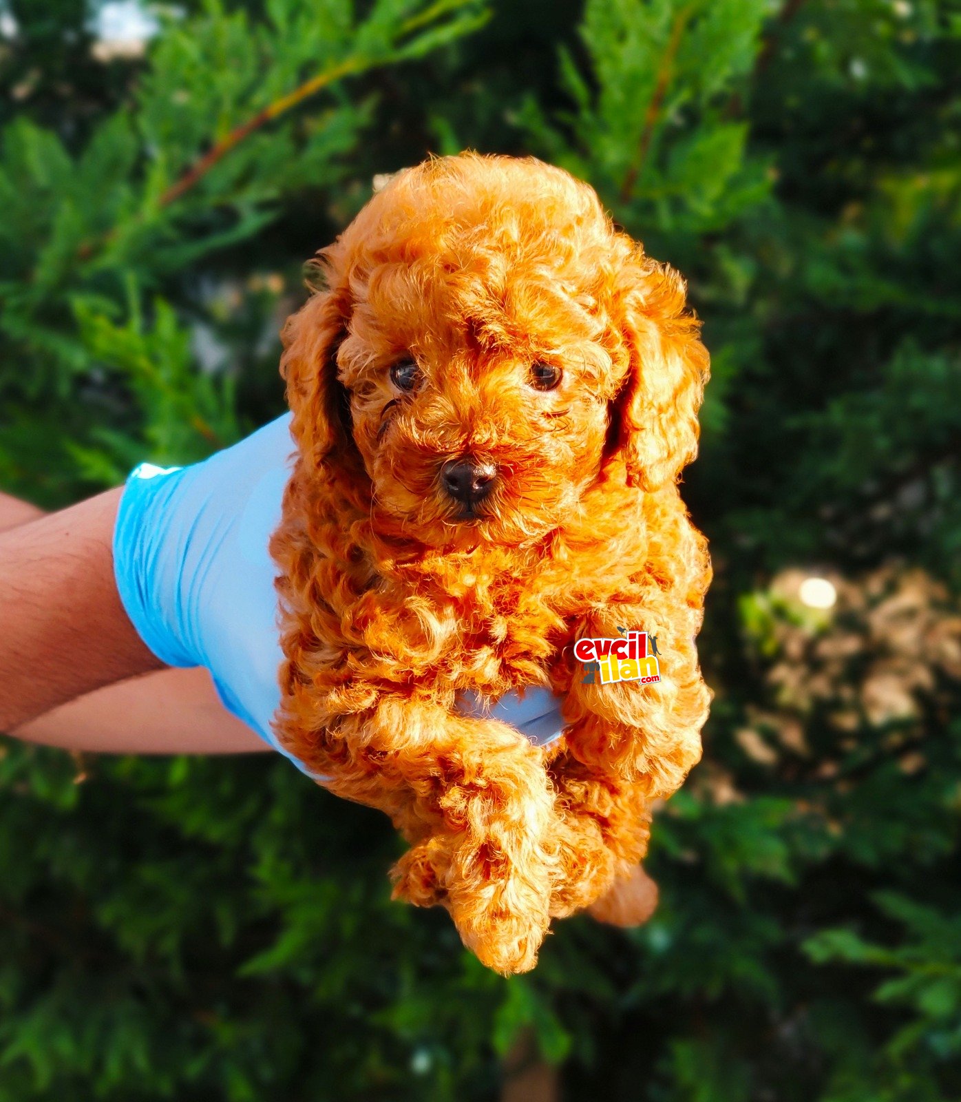 MUHTEŞEM TOY POODLE YAVRULARIMIZ