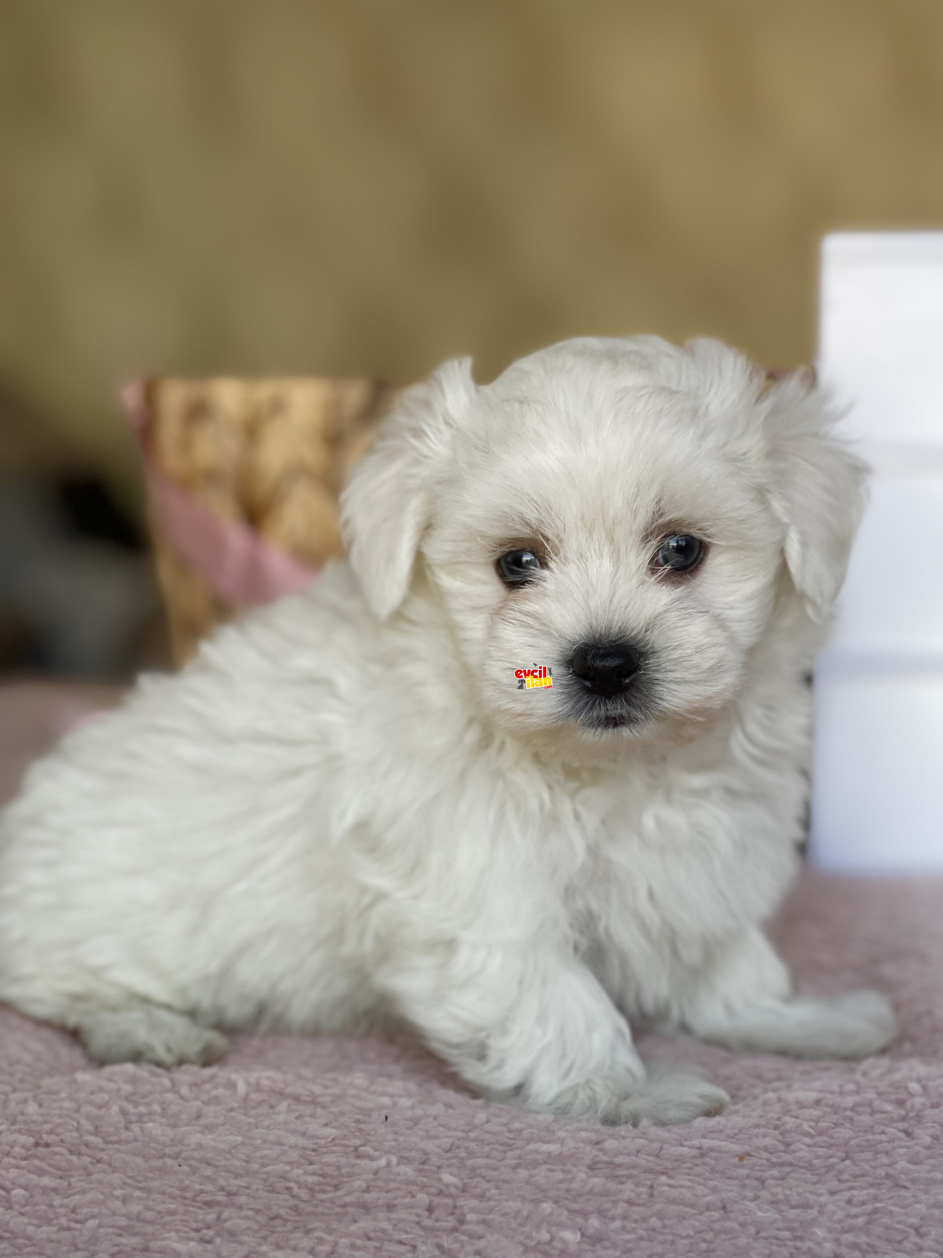 Muhtesem Tuy Yapisi ile Maltese Bebekler