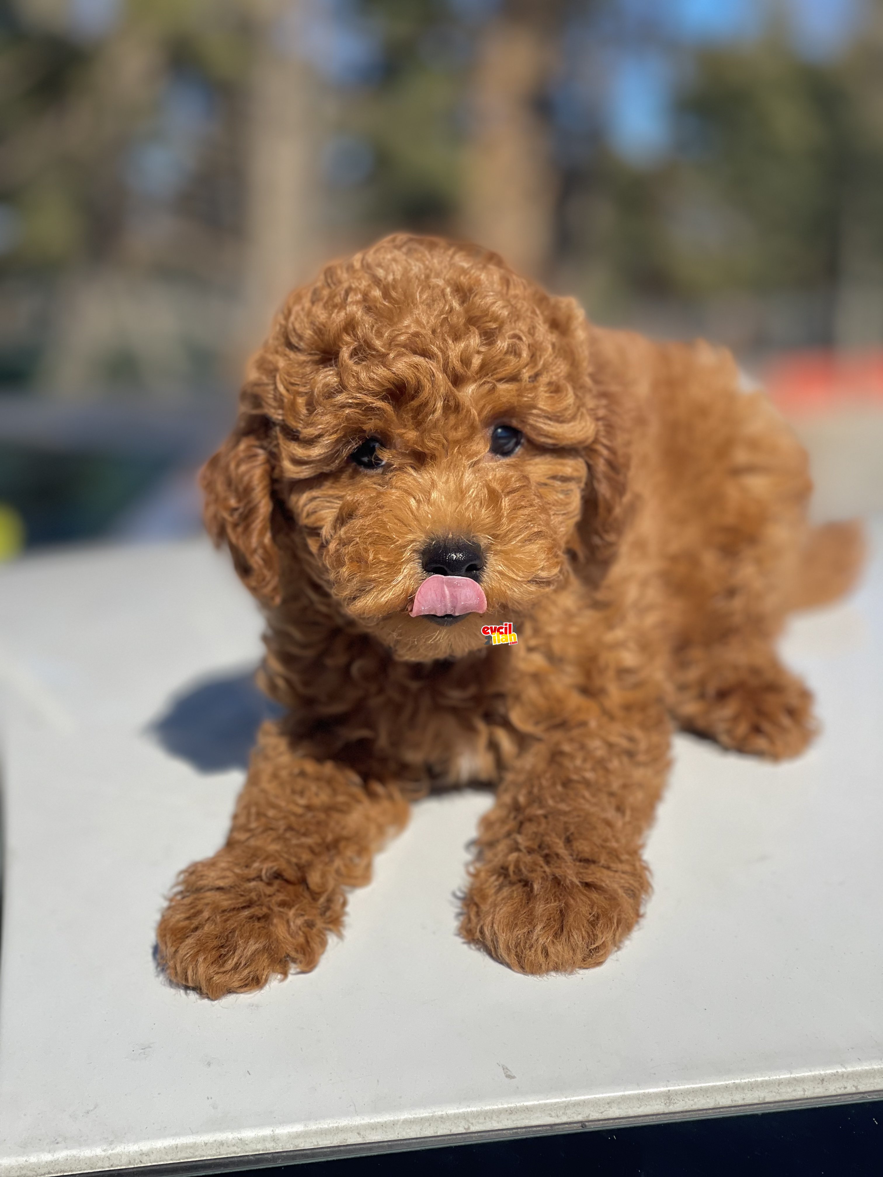 Muhteşem Tüy Yapısı ile Toy Poodle Bebekler