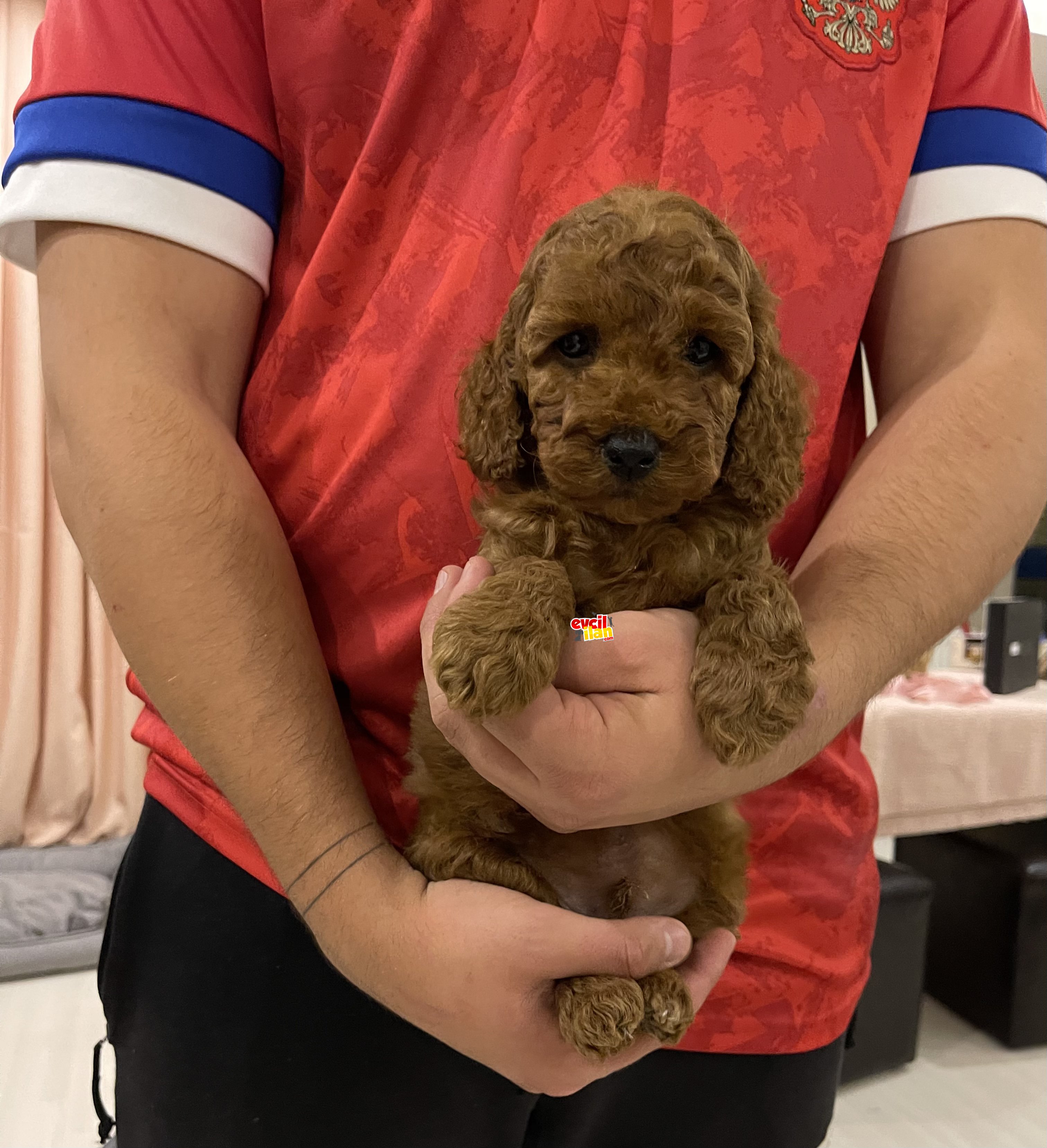 Muhtesem Tuy Yapisi ile Toy Poodle Bebekler