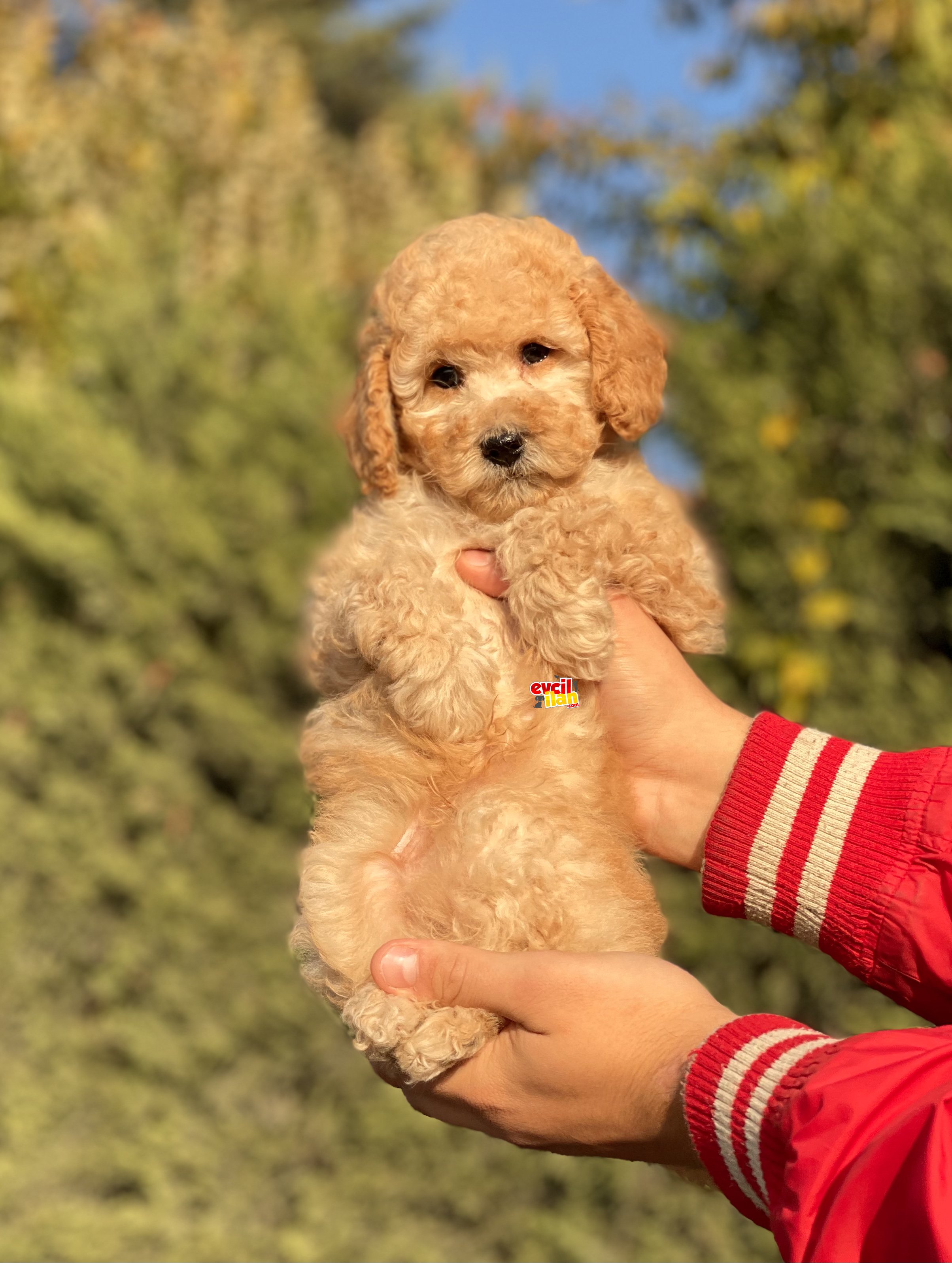 Muhtesem Tuy Yapisi ile Toy Poodle Bebeklerimiz