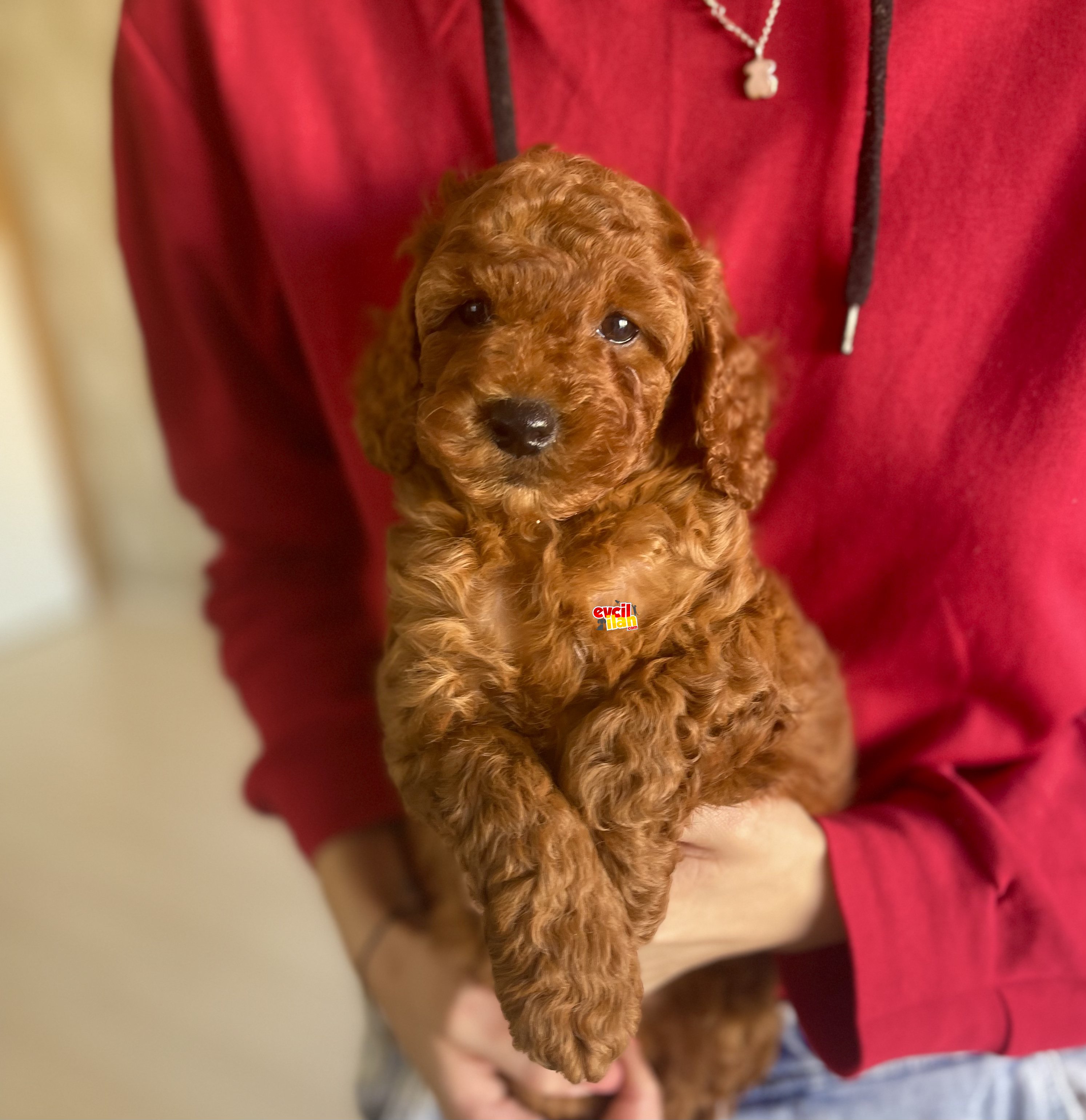 Muhtesem Tuy Yapisi ile Toy Poodle Yavrularimiz