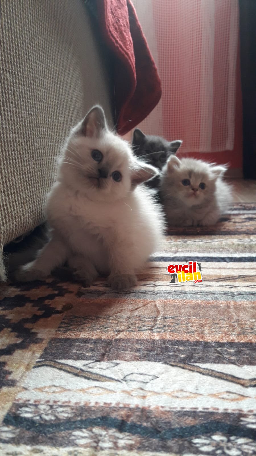 Mükemmel british shorthair bebeğimiz 55 günlük