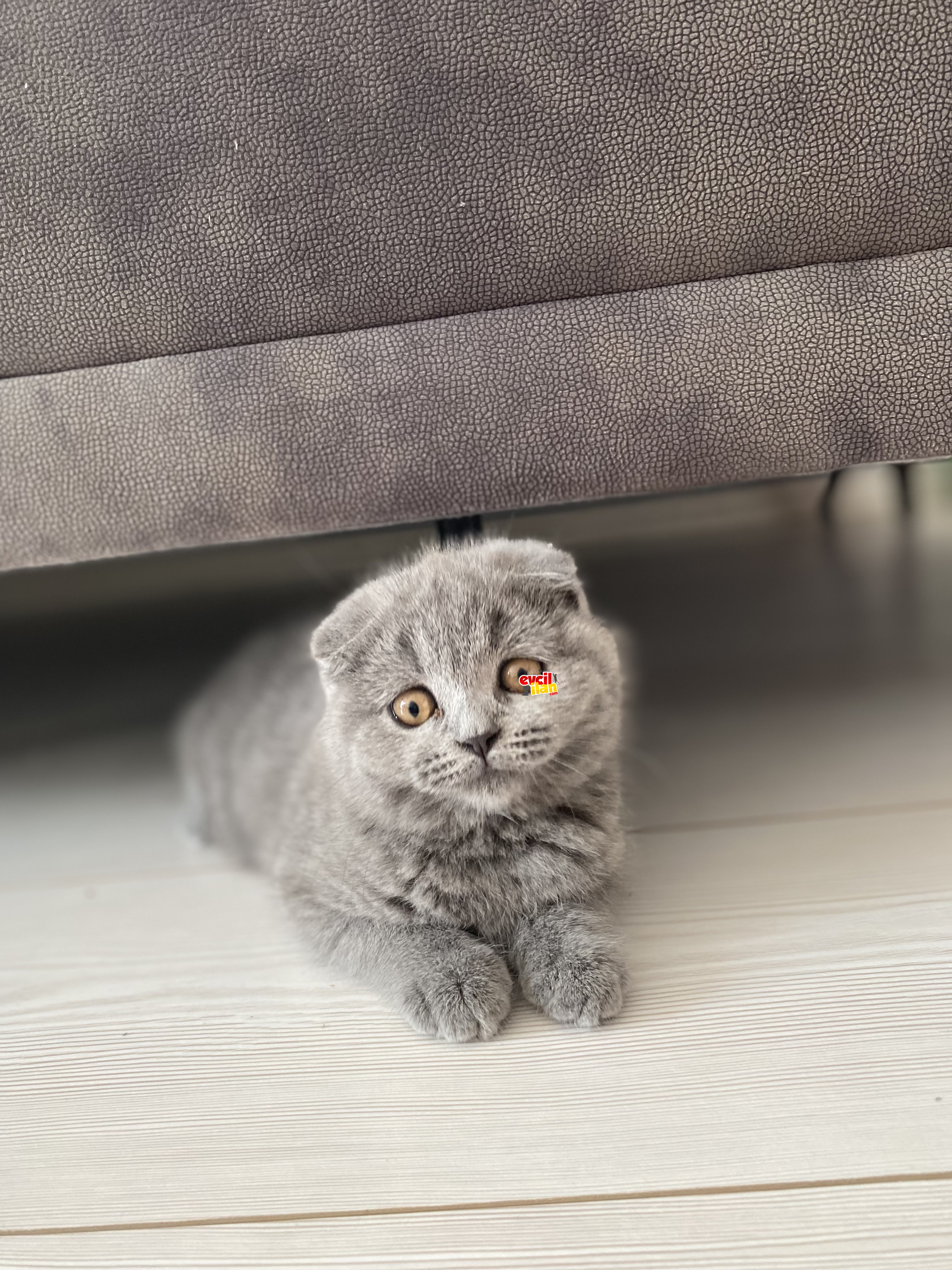 Mükemmel güzellikte akıllı sağlıklı kızımız