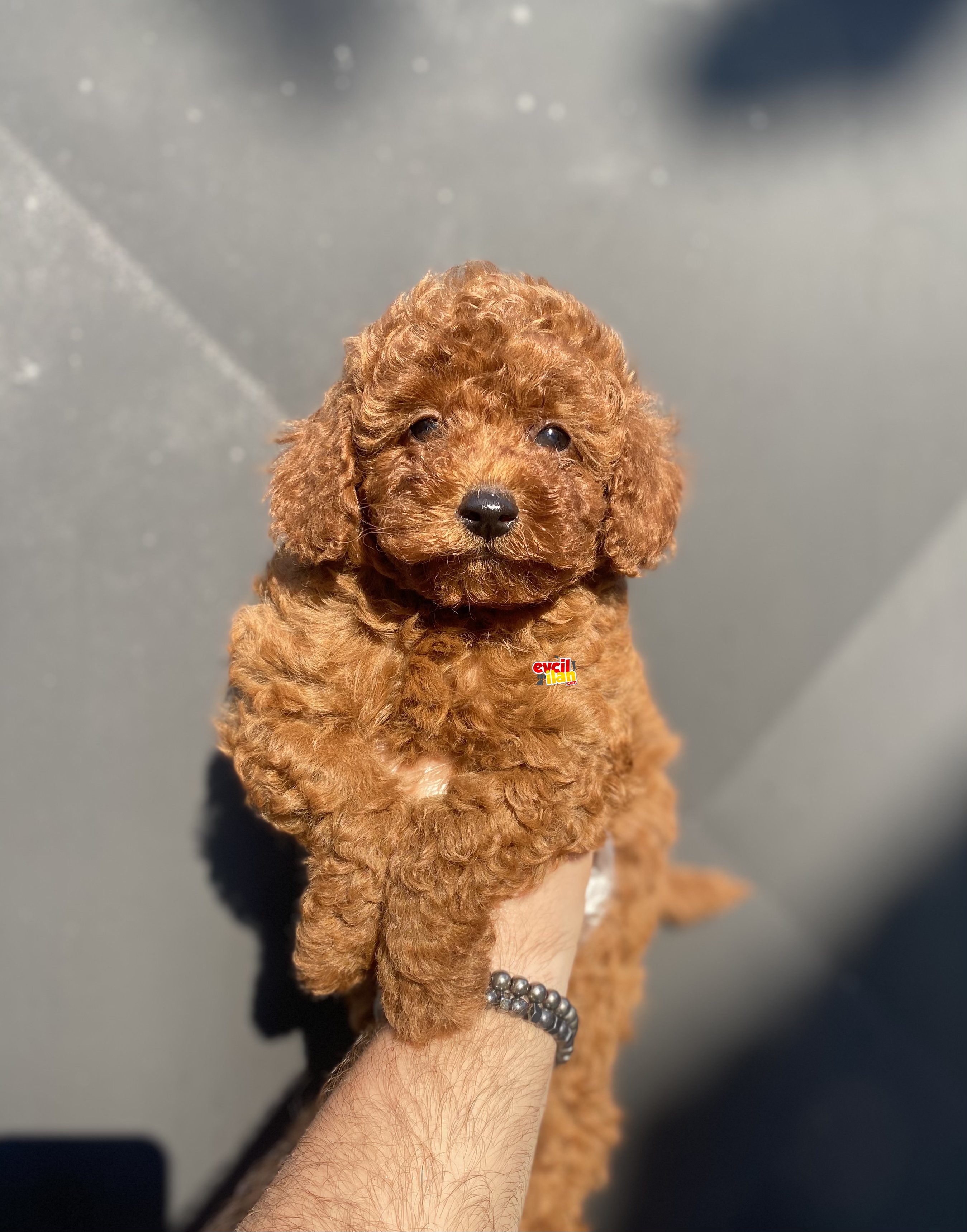 MÜKEMMEL KALİTE TOY POODLE BEBEKLER 