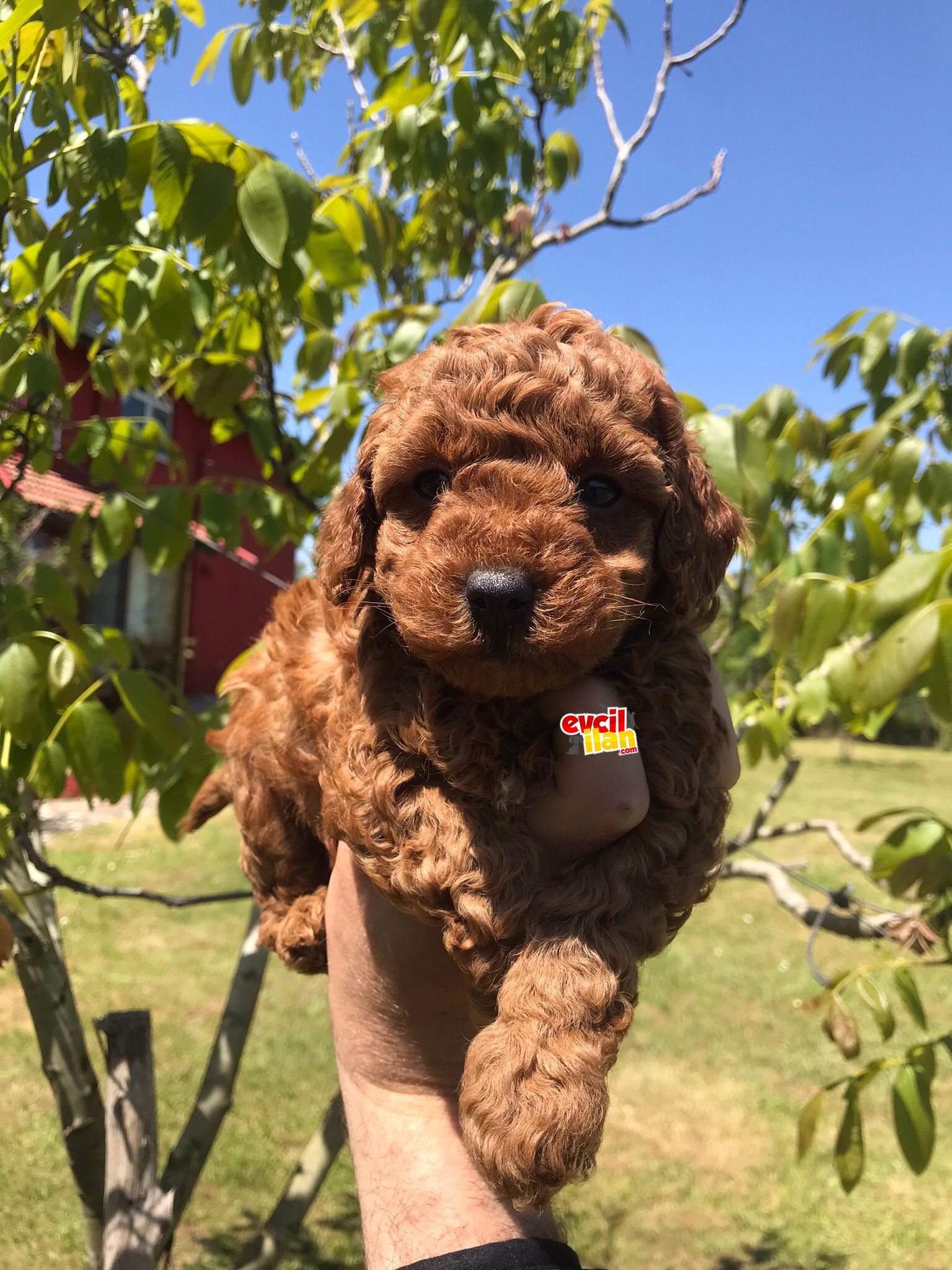 MÜKEMMEL KALİTEDE POODLE YAVRULARIMIZ 