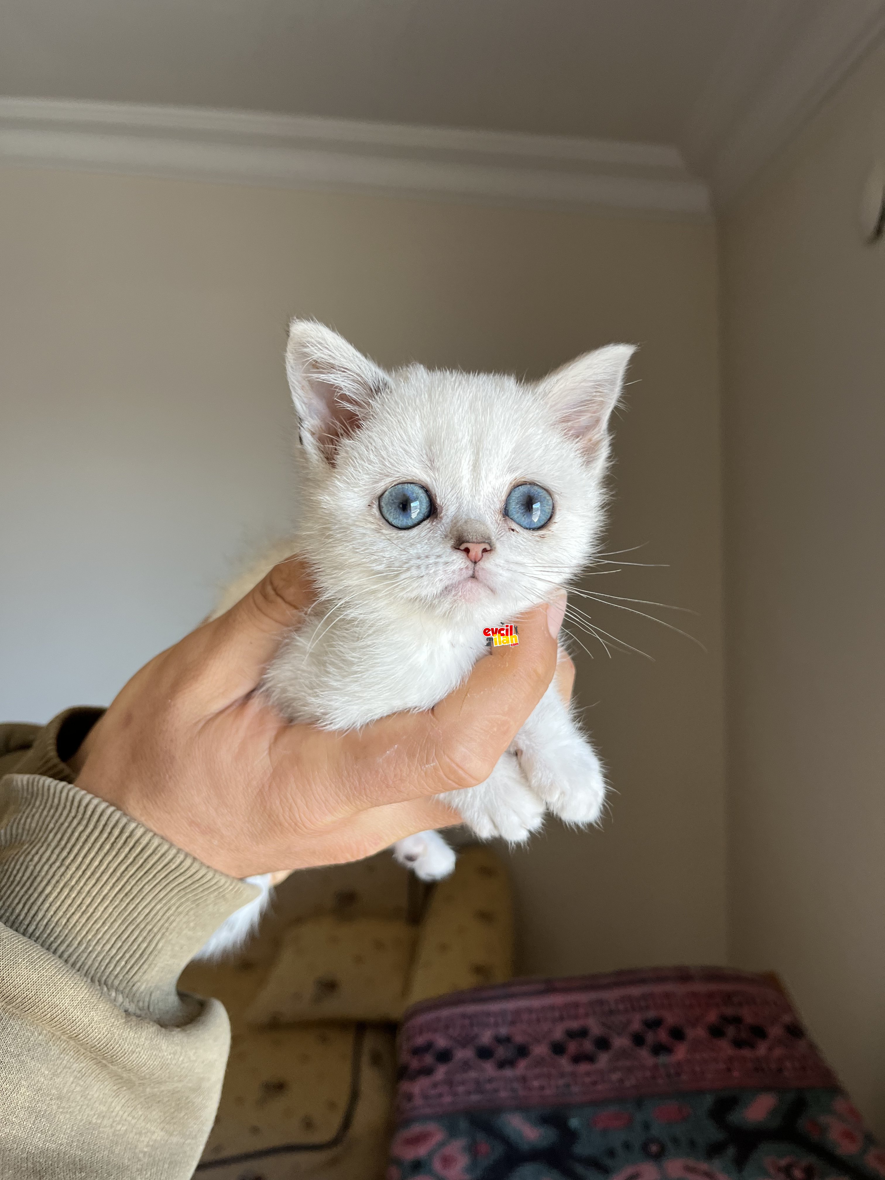 Mükemmel mavi göz british shorthair 