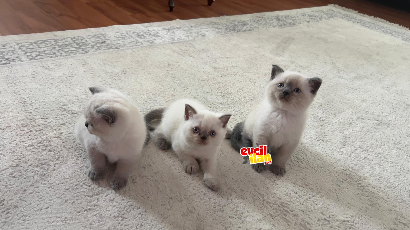 Mükemmel safkan british shorthair blue point yavrularımız