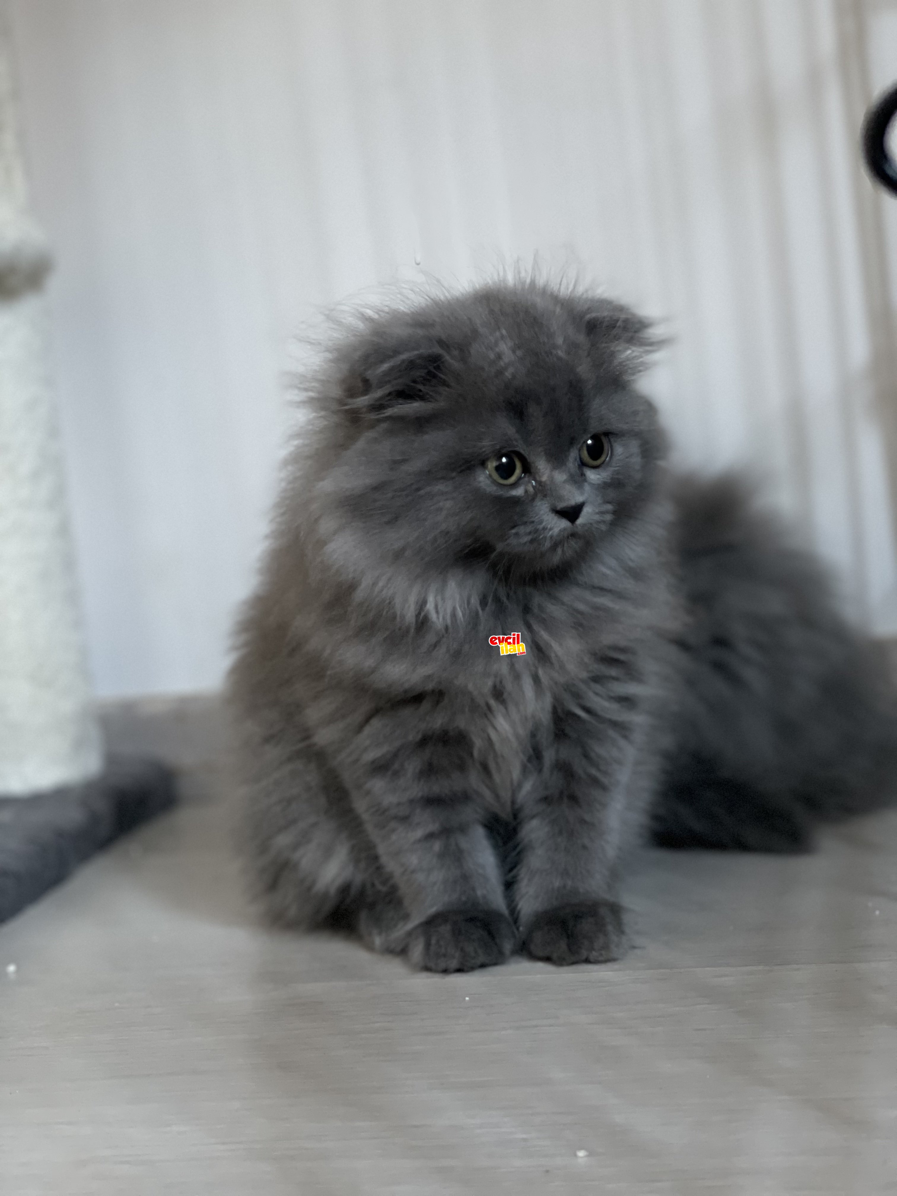 Mükemmel Scottish longhair 