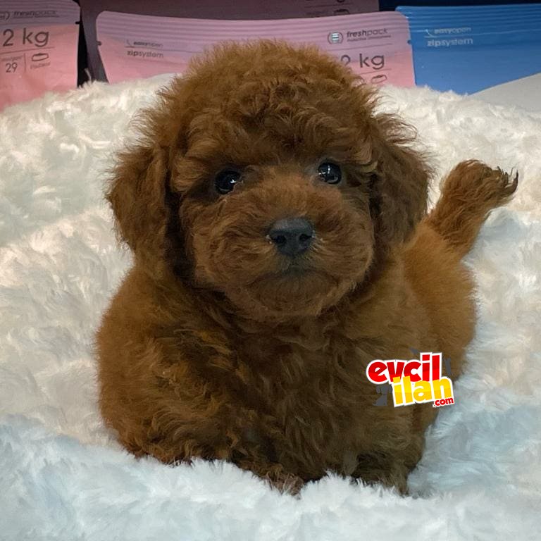 MÜKEMMEL TOY POODLE YAVRULARIMIZ