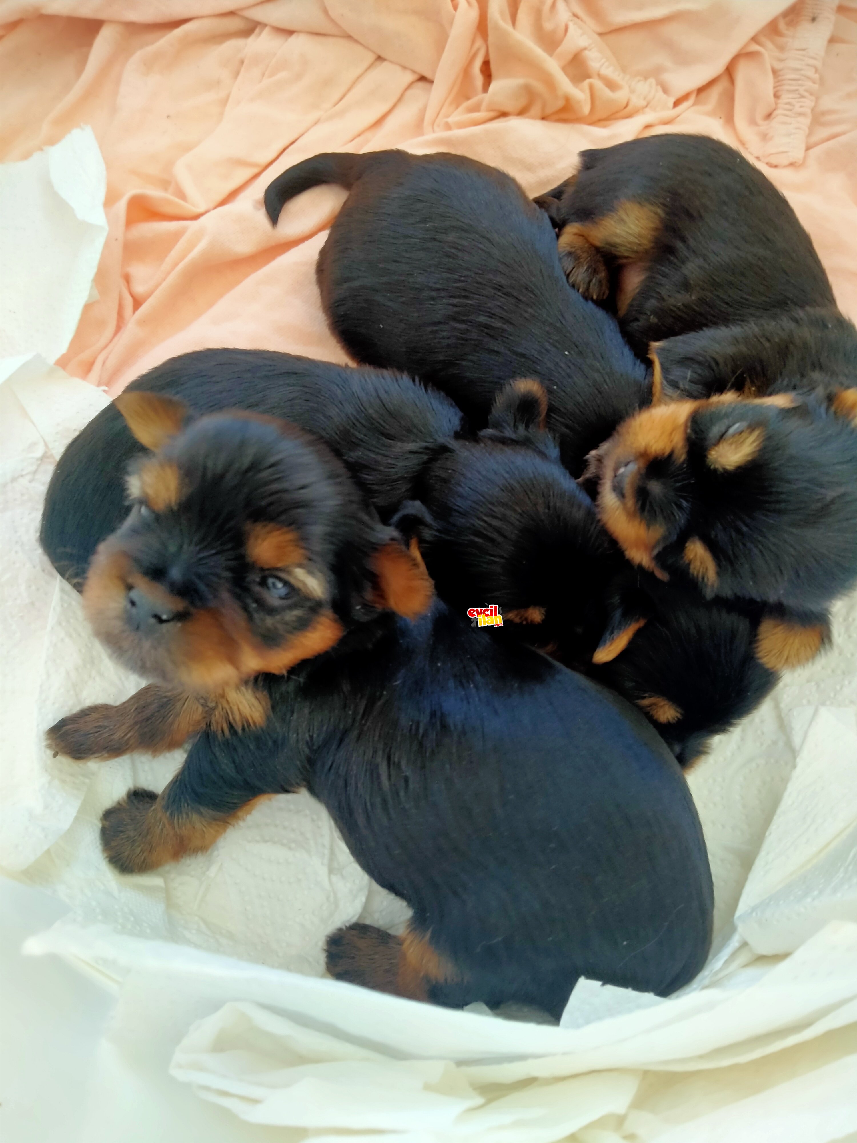 Mükemmel yorkshare terrier yavrular .
