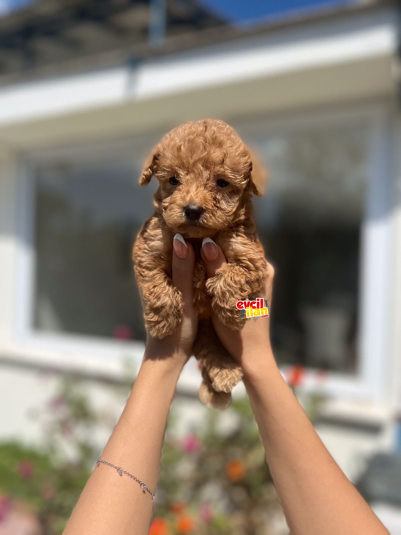 MÜKKEMEL KALİTEDE POODLE BEBEKLER