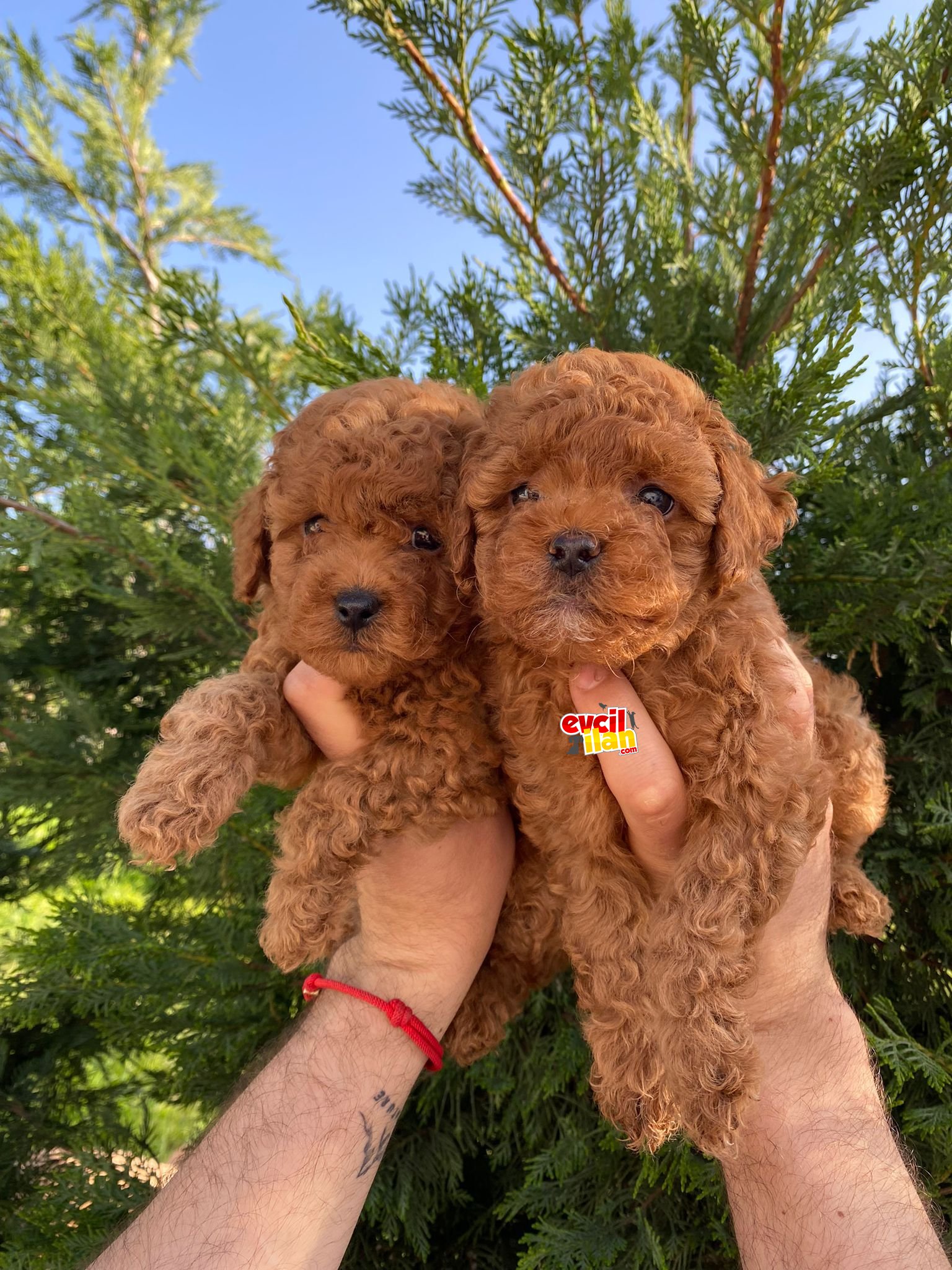 MÜKKEMEL KALİTEDE POODLE YAVRULARIMIZ