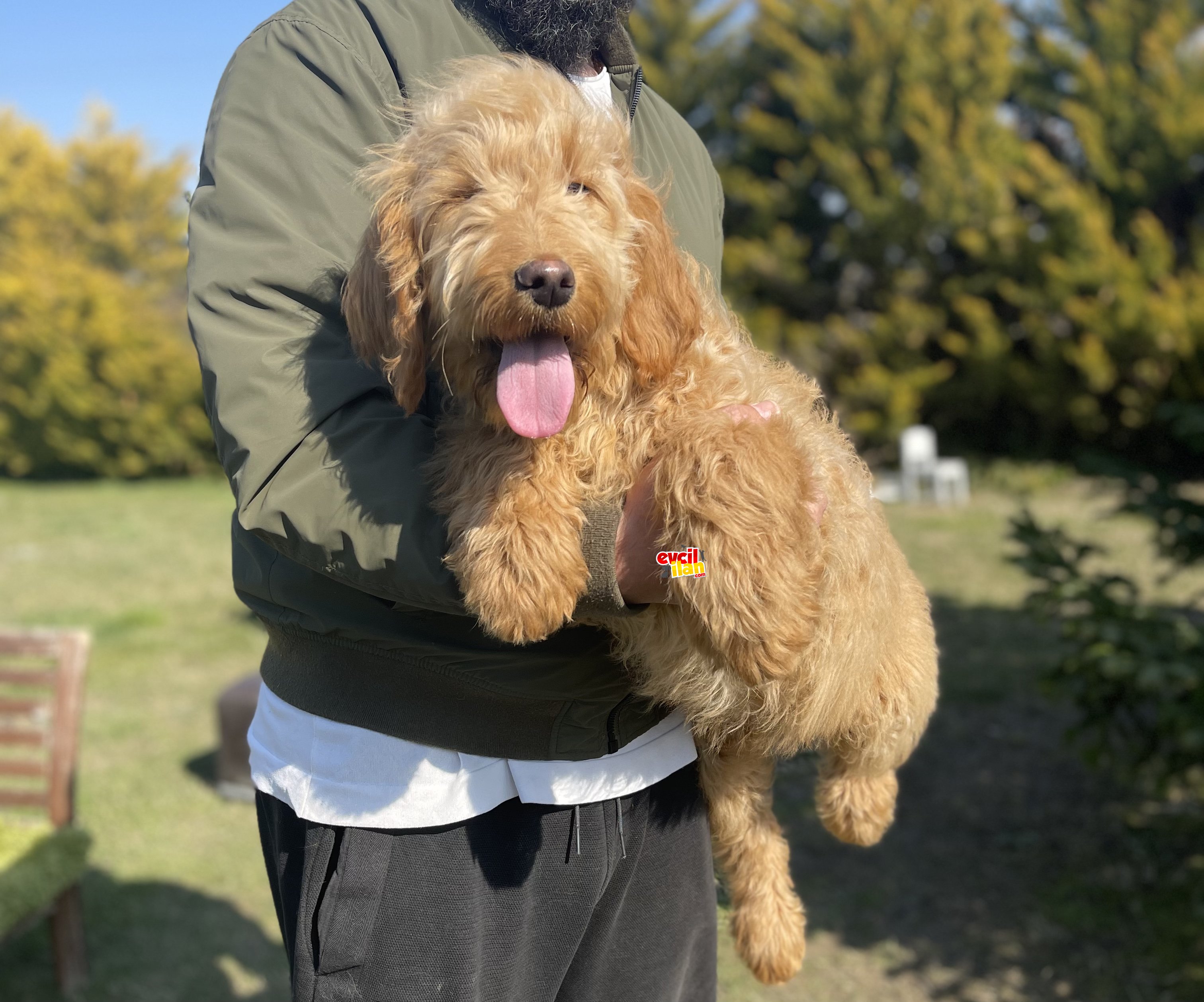 Multigen goldendoodle nadir hypoallergenic ırk