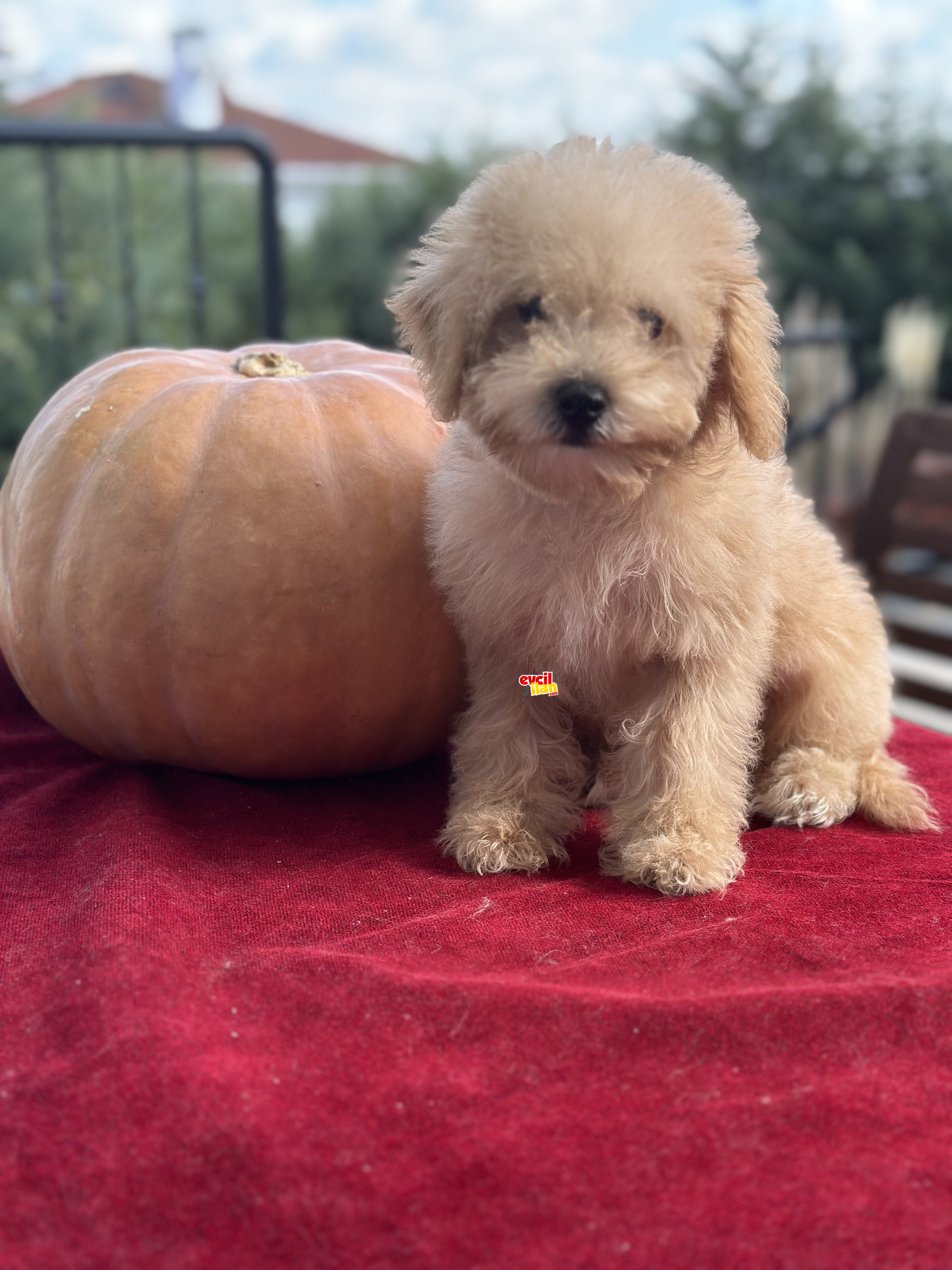 Multigen Maltipoo yavrularımız tüy dökmeyen 