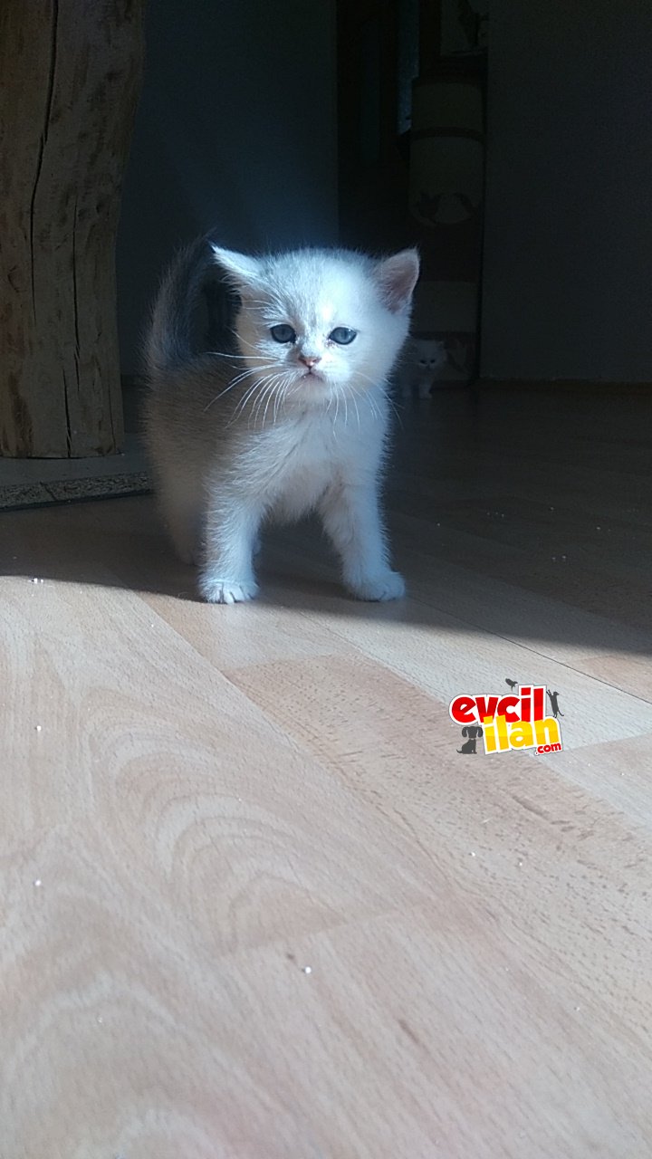 Müthiş Gen hattına sahip yavrular yeni yuvalarına gitmeye hazırlar. 