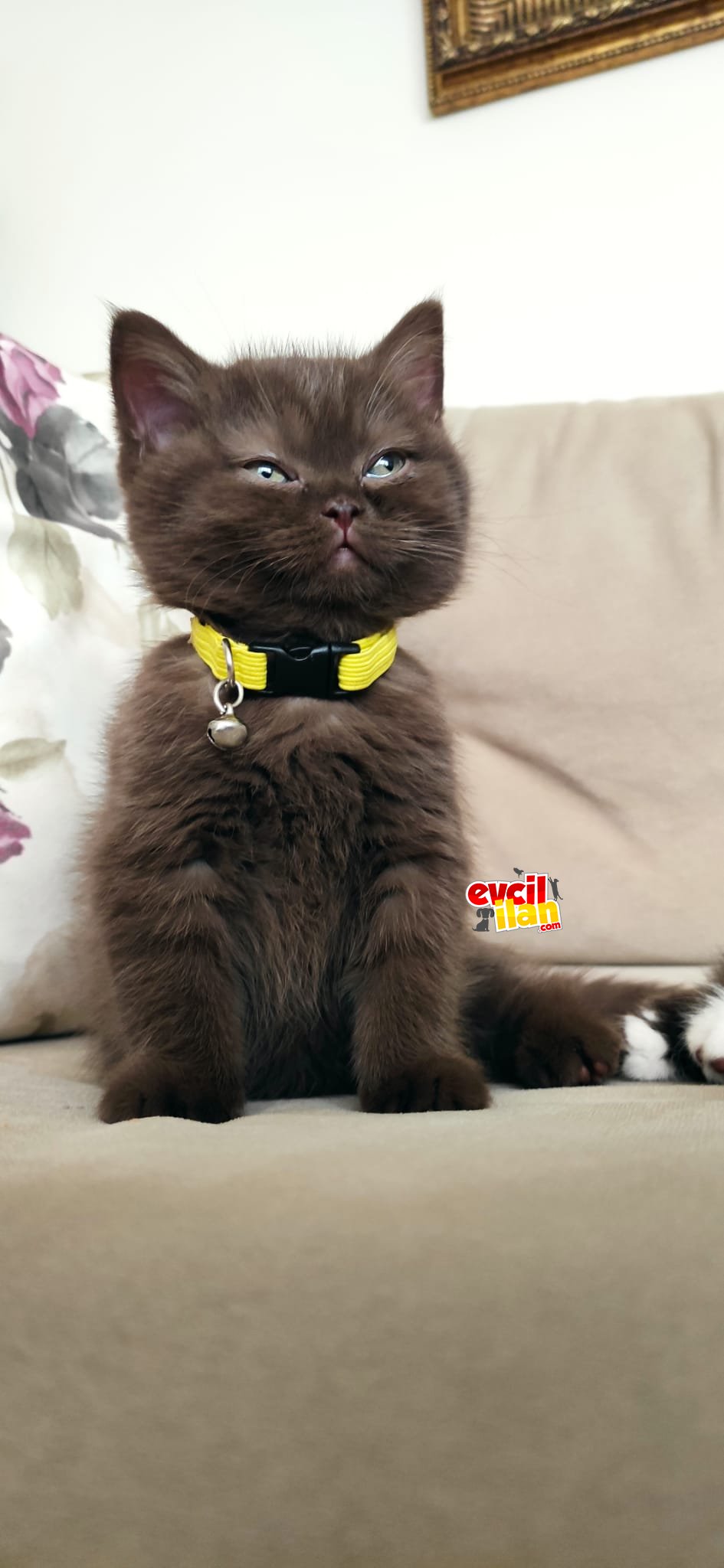 Nadir bulunan British kediler