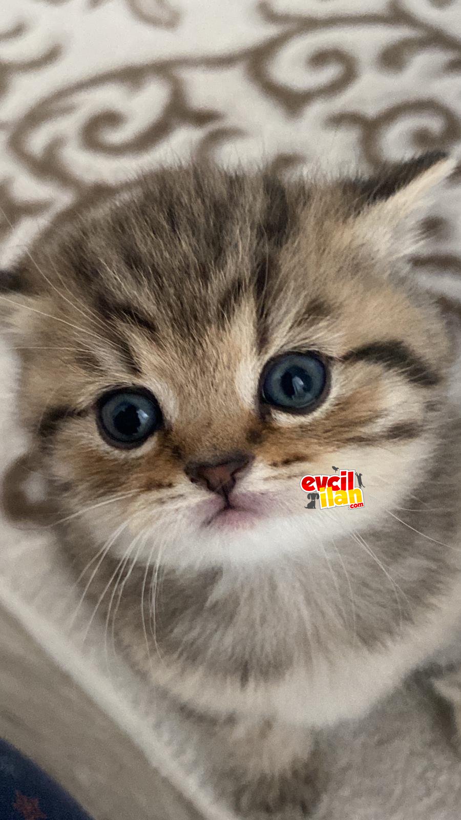 Nadir bulunan renkler NY 25 ve NS 11 yavrularimiz