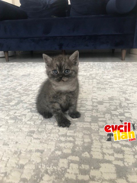 NADİR BULUNAN RENKTE ERKEK BRITISH SHORTHAIR
