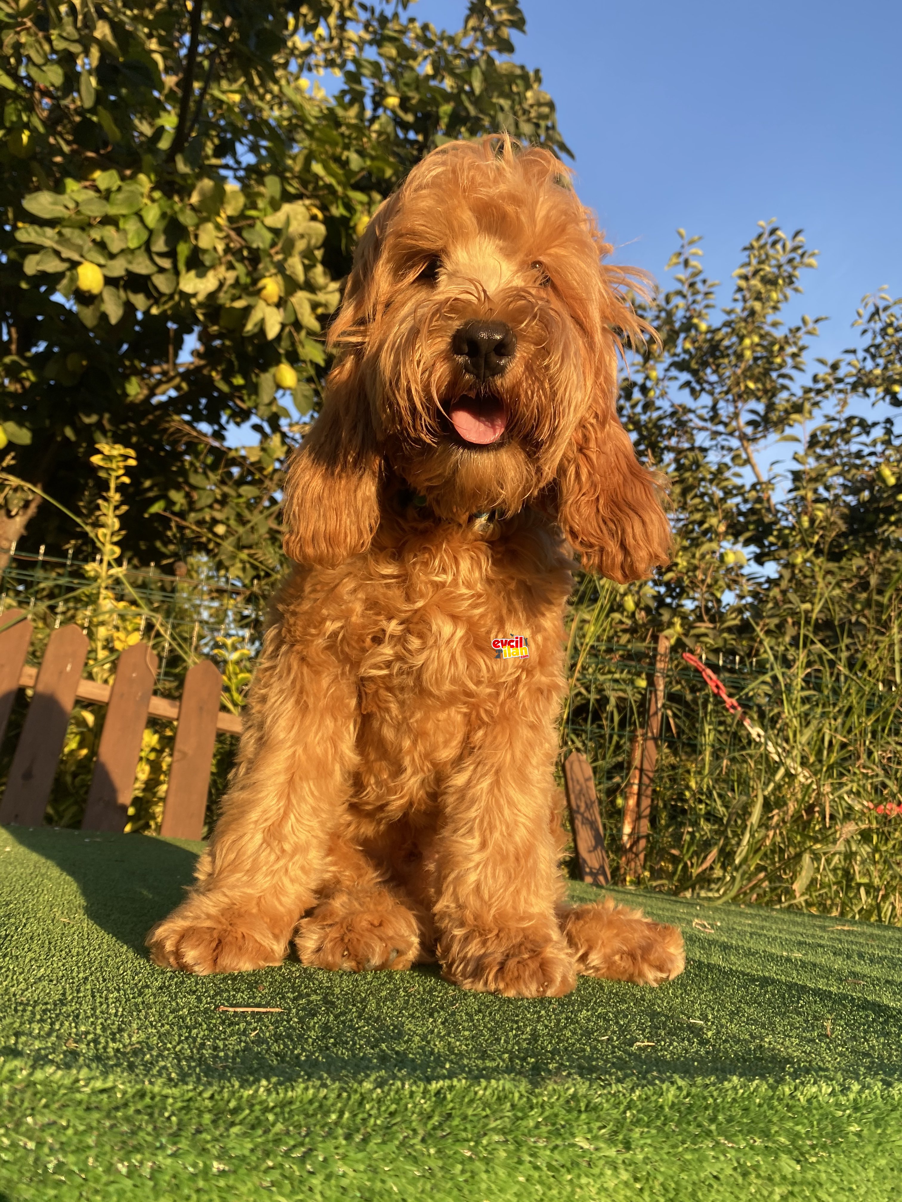 NADİR ÖZEL IRK GOLDENDOODLE 