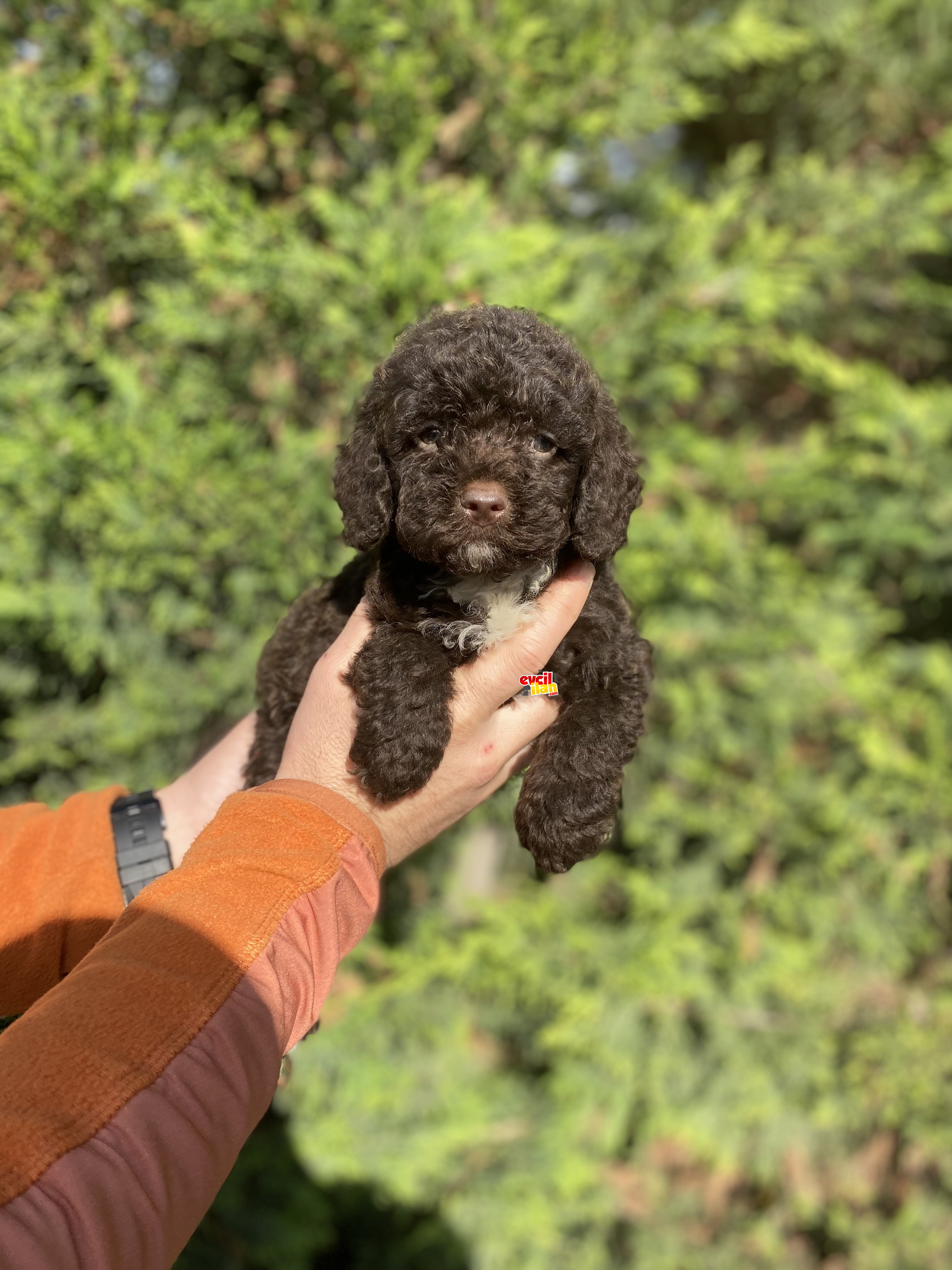 NADİR RENK CHOCOLATE POODLE YAVRUMUZ