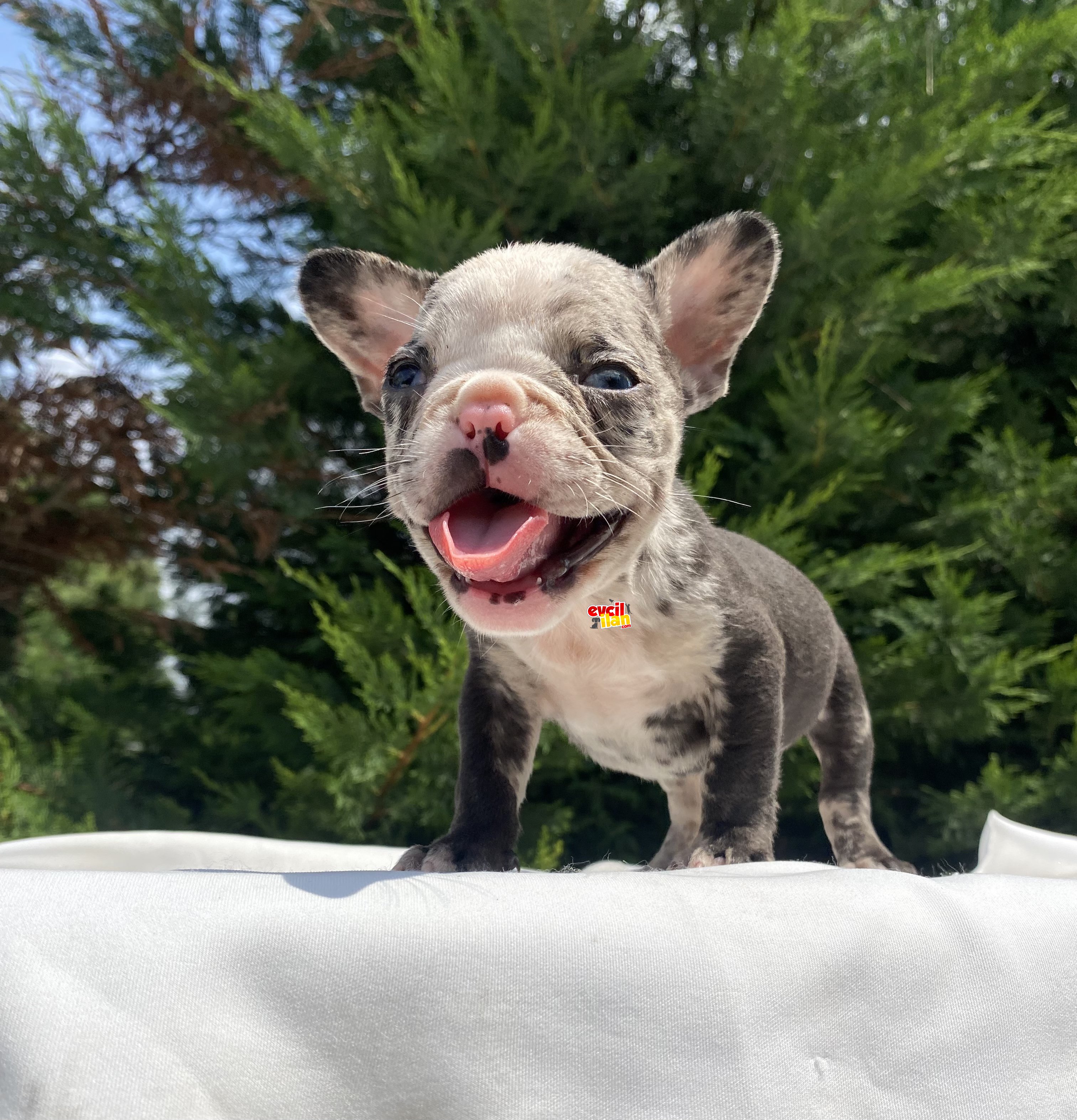 NADİR RENK MAVİ GÖZ MERLE FRENCH BULLDOG