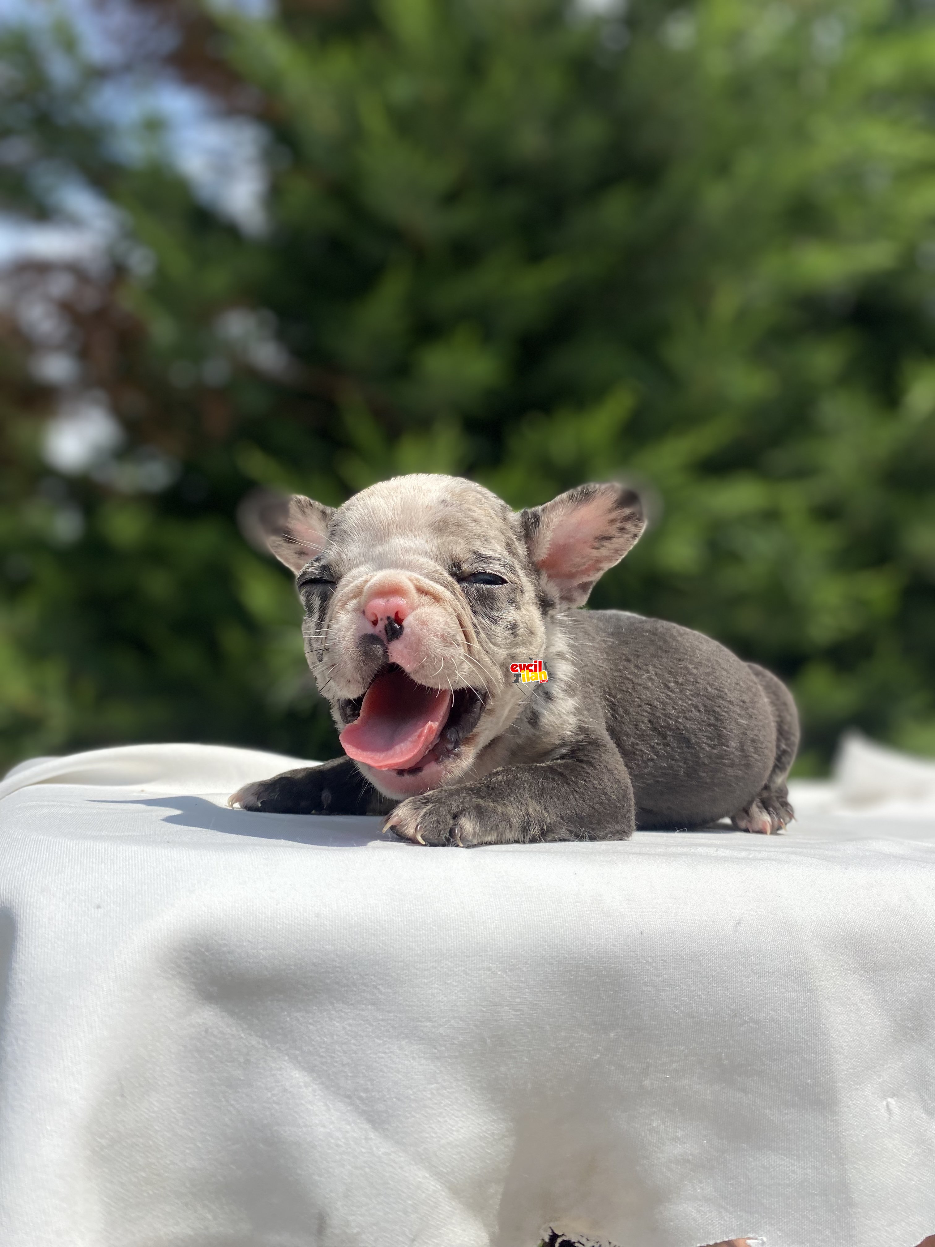 NADİR RENK MERLE FRENCH BULLDOG YAVRUMUZ