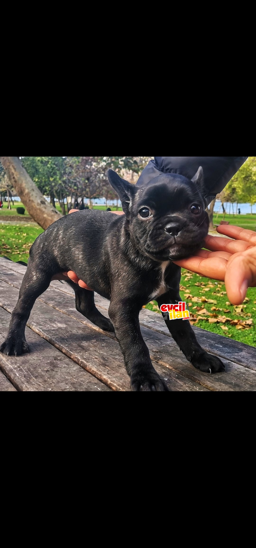 Nadir ve egzotik renklerde french bulldog 