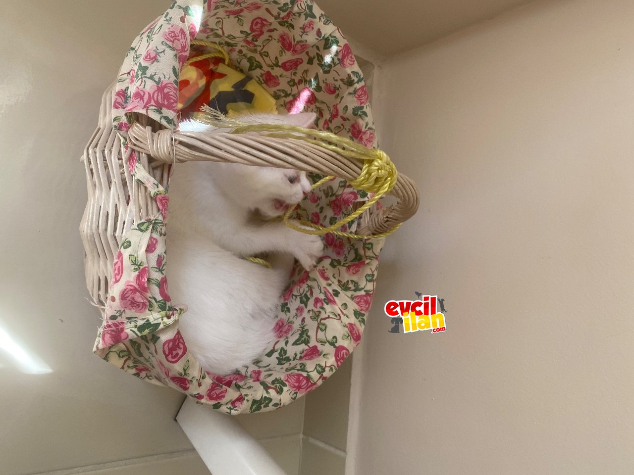 Nazlı kız