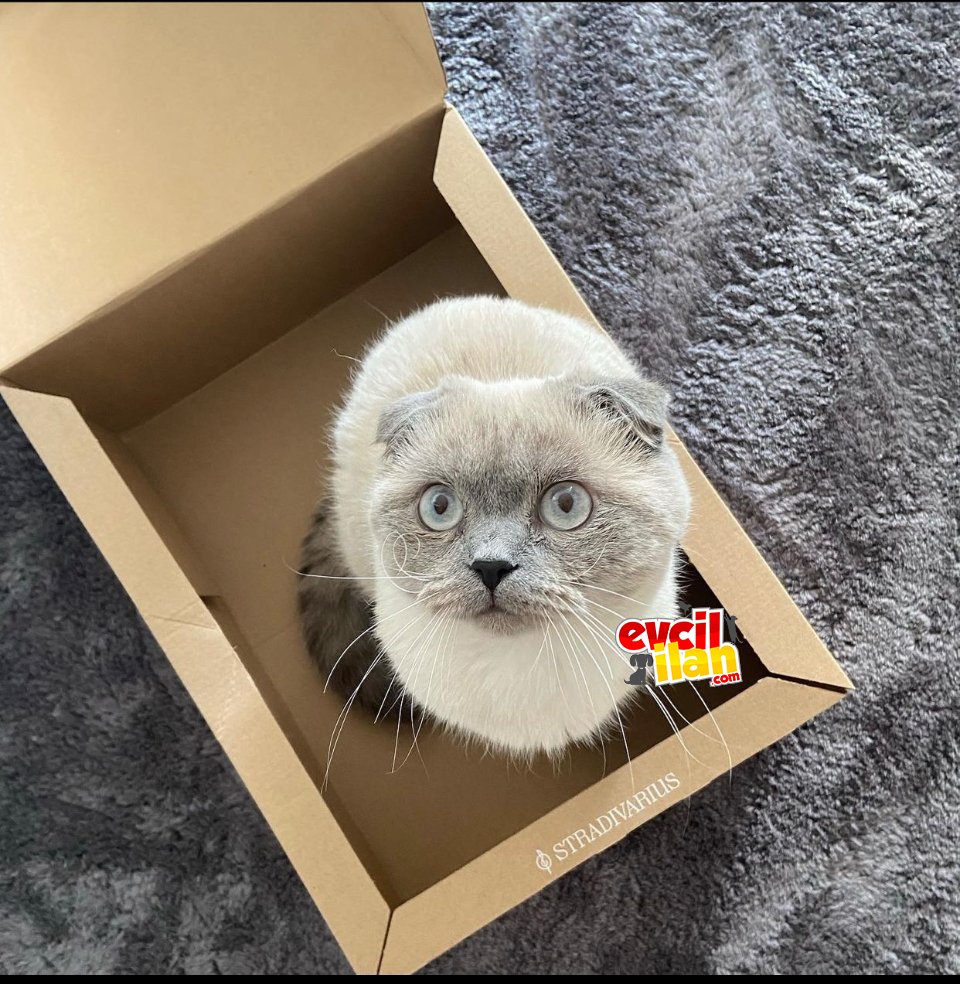 Oğlum için gelin arıyorum
