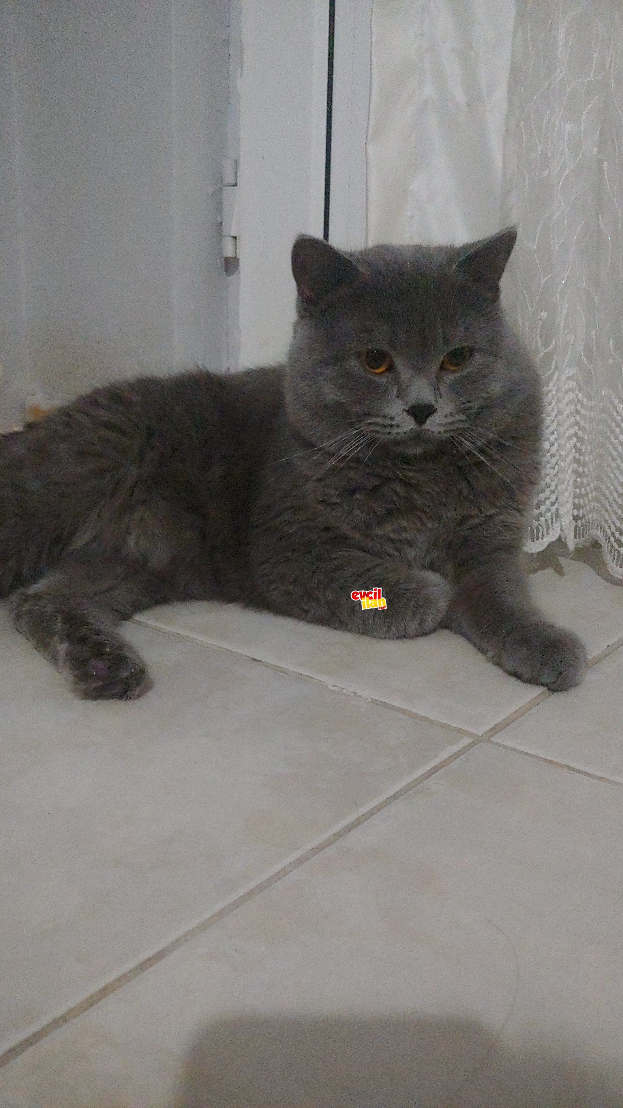 Oğlum rıfkıyı sahiplendiriyorum