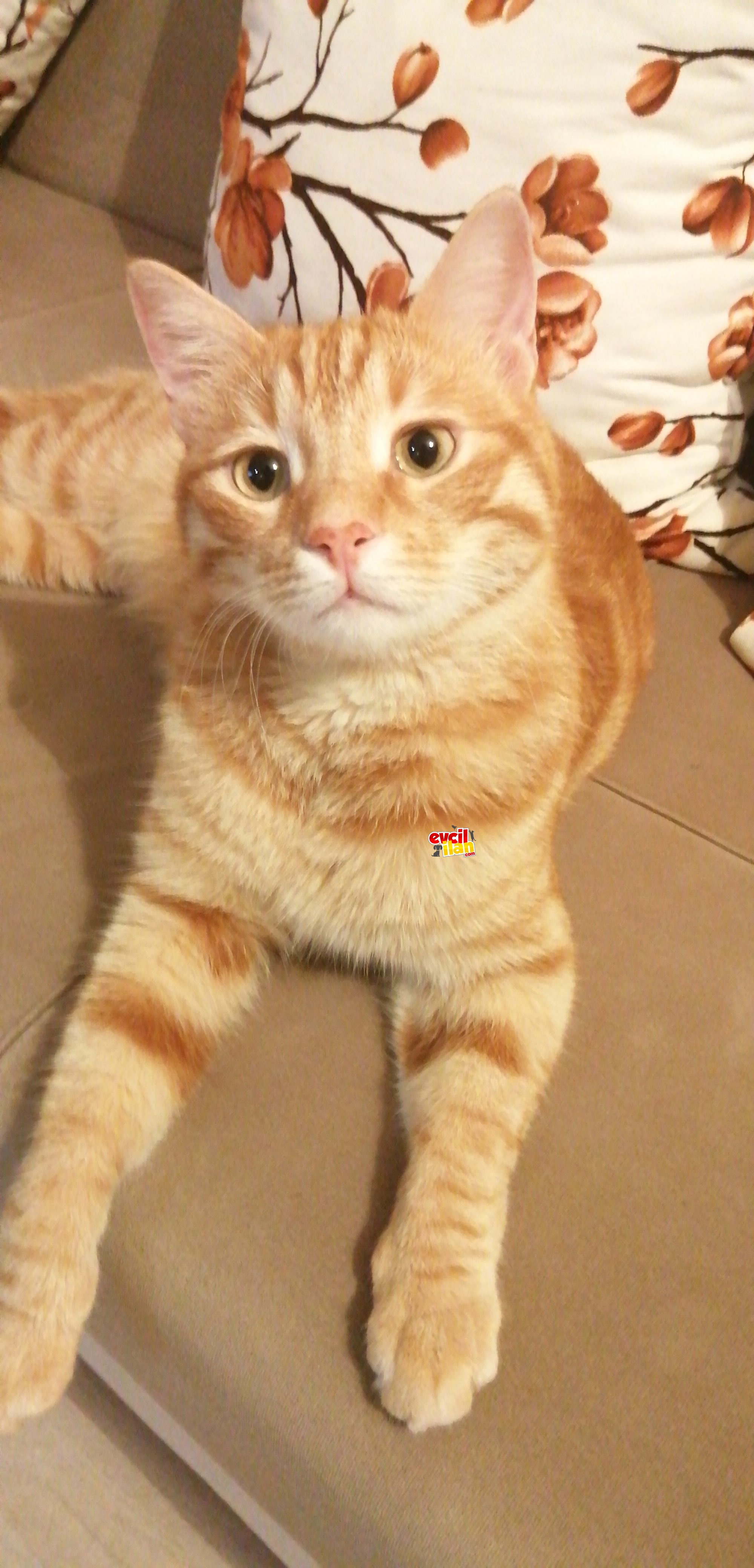 Oğlumu sahiplendirmek istiyorum 