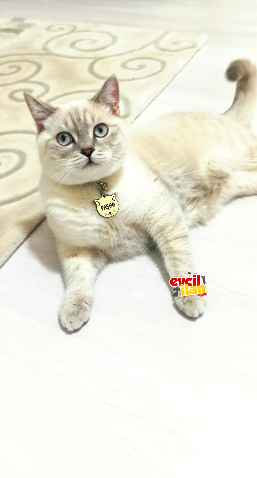Oğlumuz paşamız herşeyiyle sahiplendirilme yapılacak uysal eğitimli sevimli