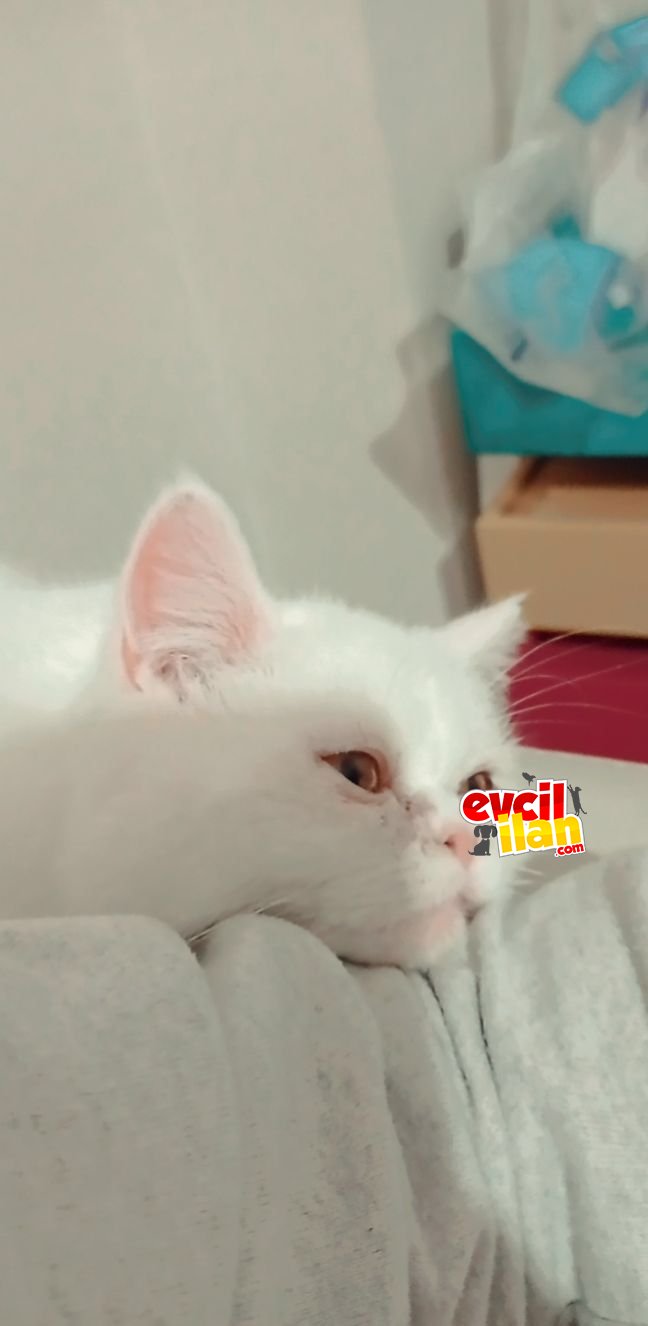 Oğlumuza mutlu bir yuva arıyoruz