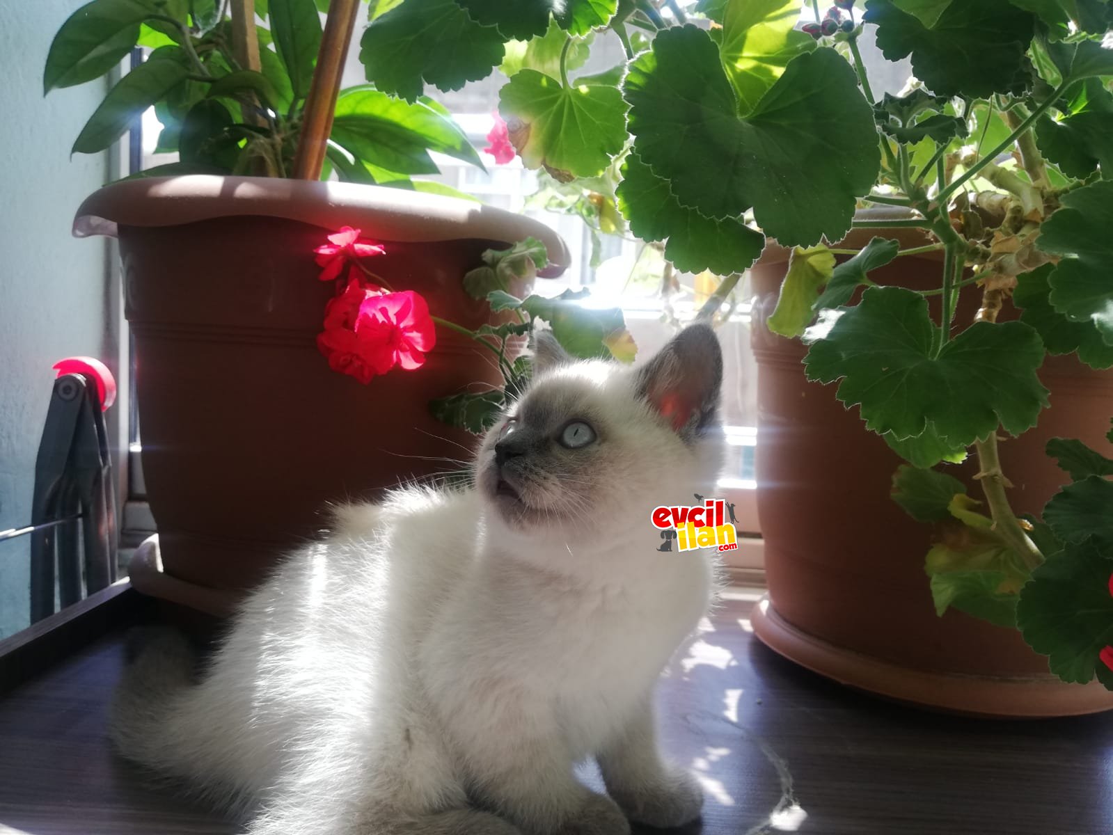 oğlumuza yeni yuva arıyoruzz