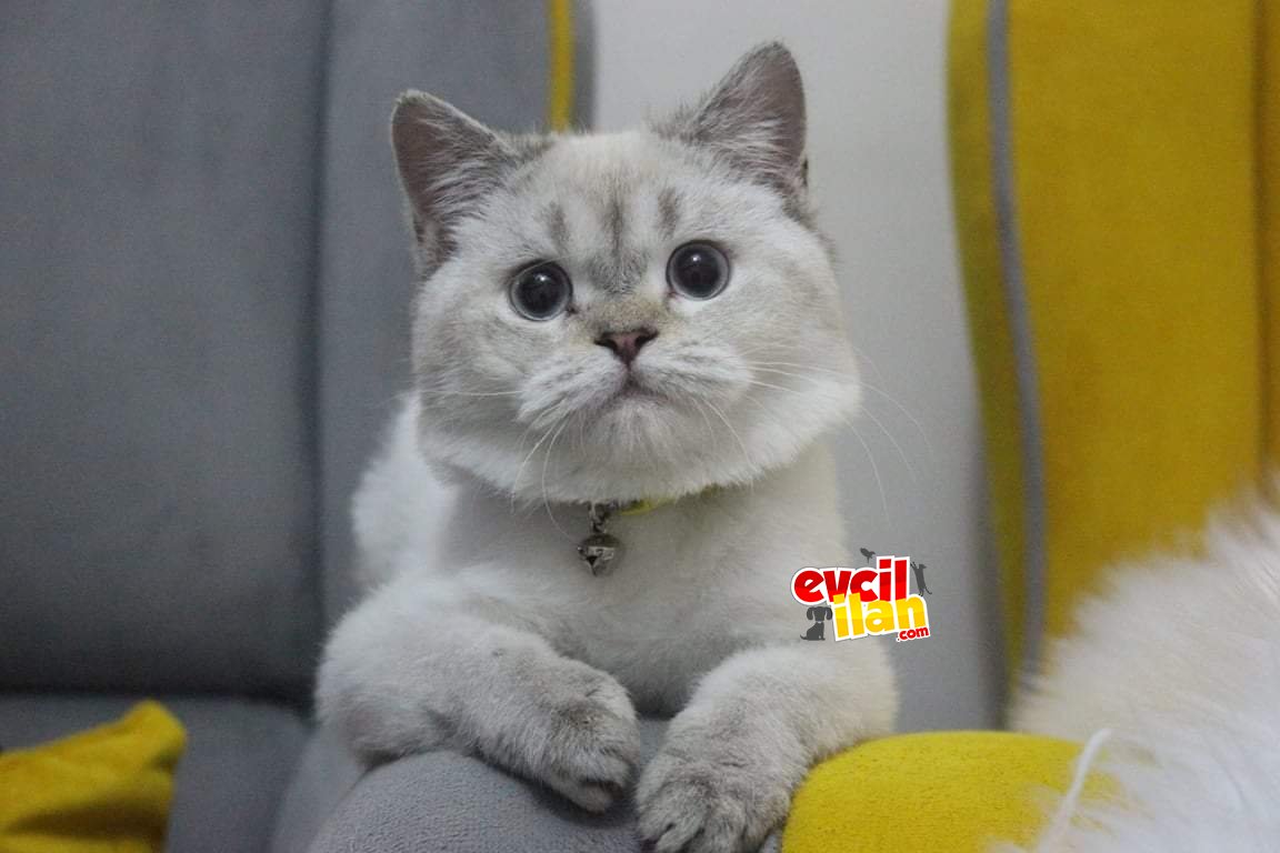 Oğlumuzu Sahiplendirmek İstiyoruz