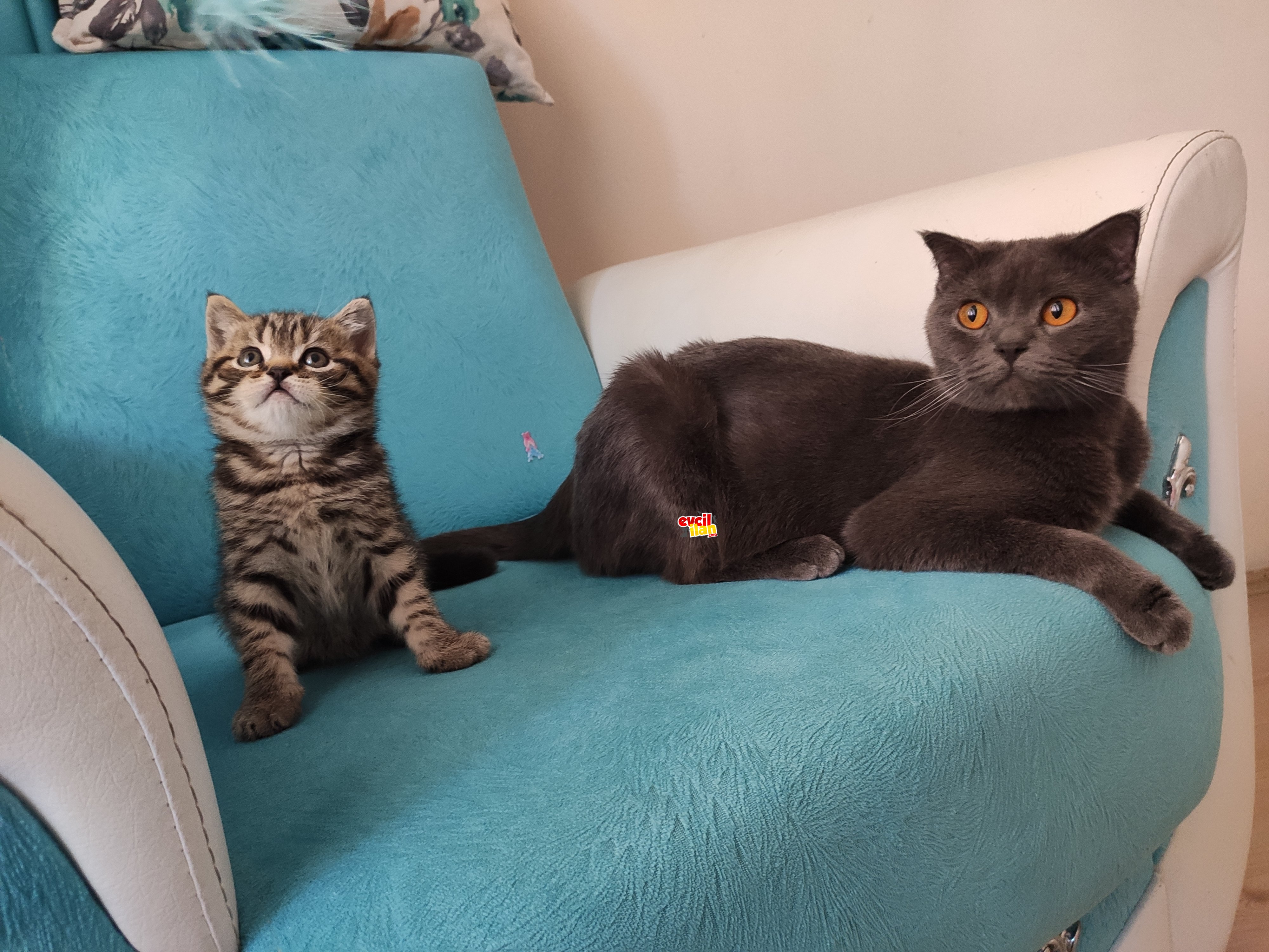 Ömürlük arkadaş cana yakın