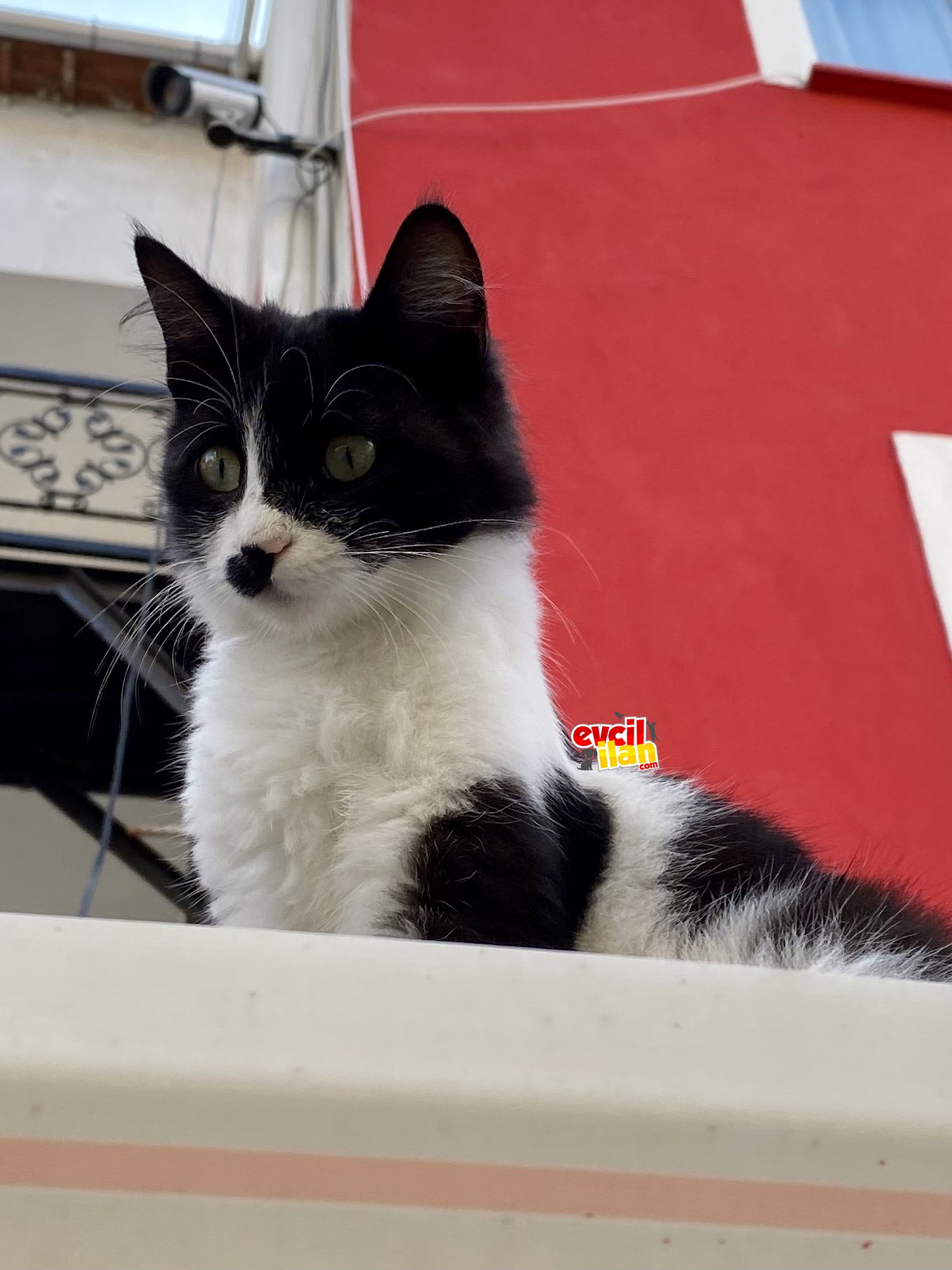 Ömürlük Yuva Aranıyor