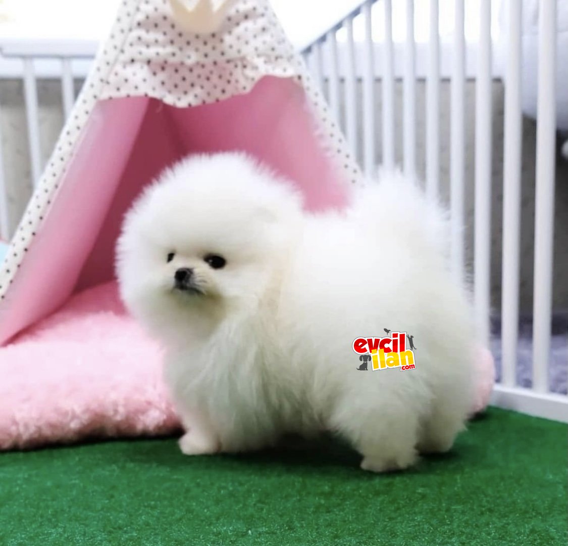 Optik beyaz pomeranian boo teddy bear 